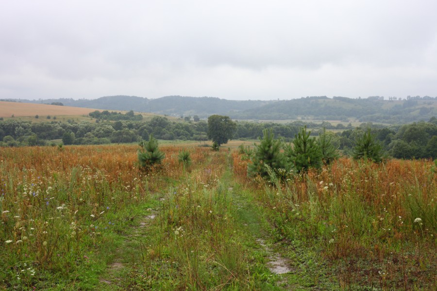 Rainy meadow and woods, picture 40.