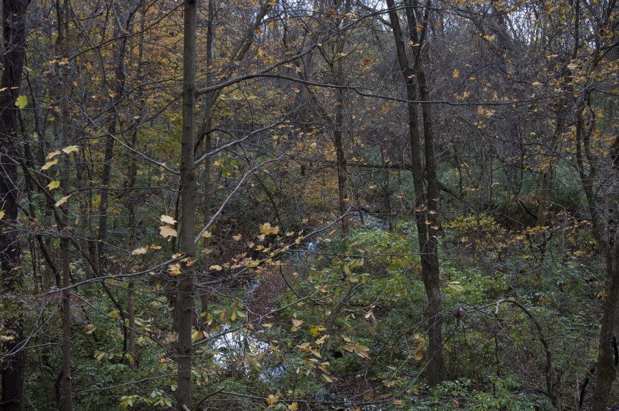 Slate Run-Slate Run Creek through a mixed Fall Forest 1