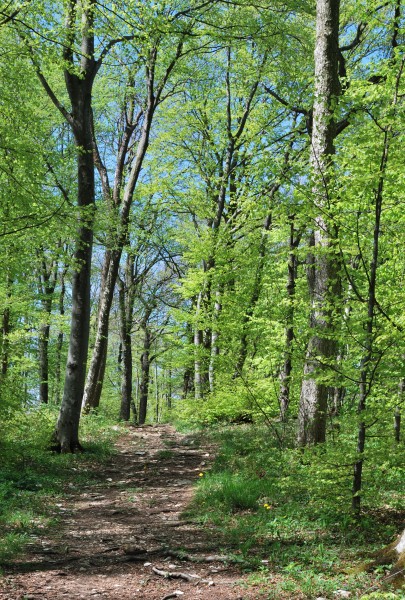Waldweg am Albtrauf bei Beuren (2)