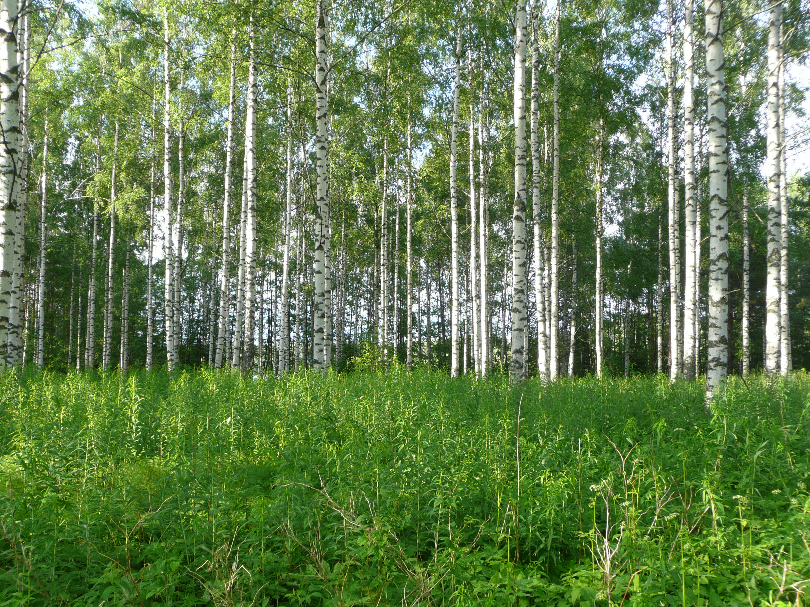 Rusisaari Birkenwald