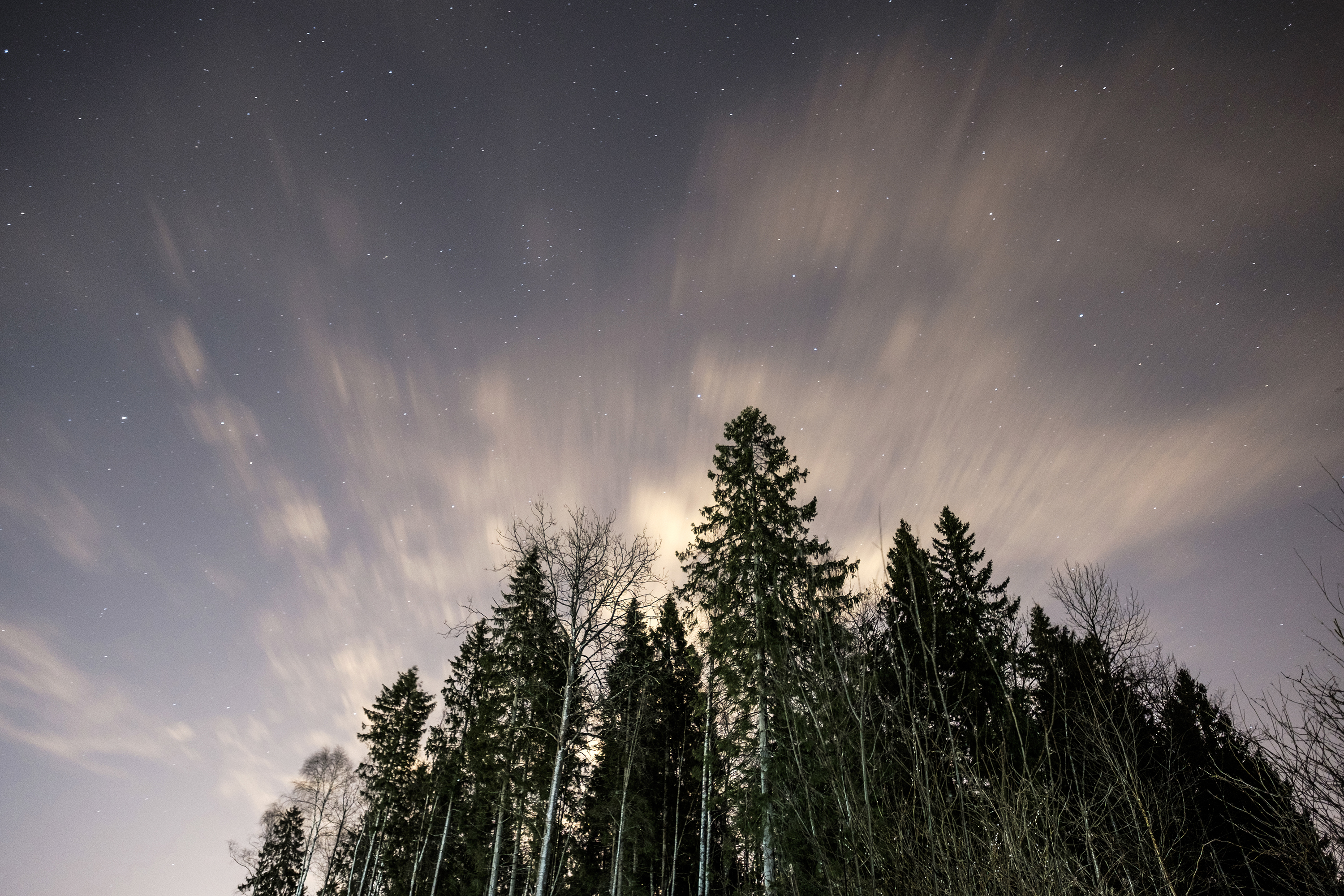 Sertolovo forest