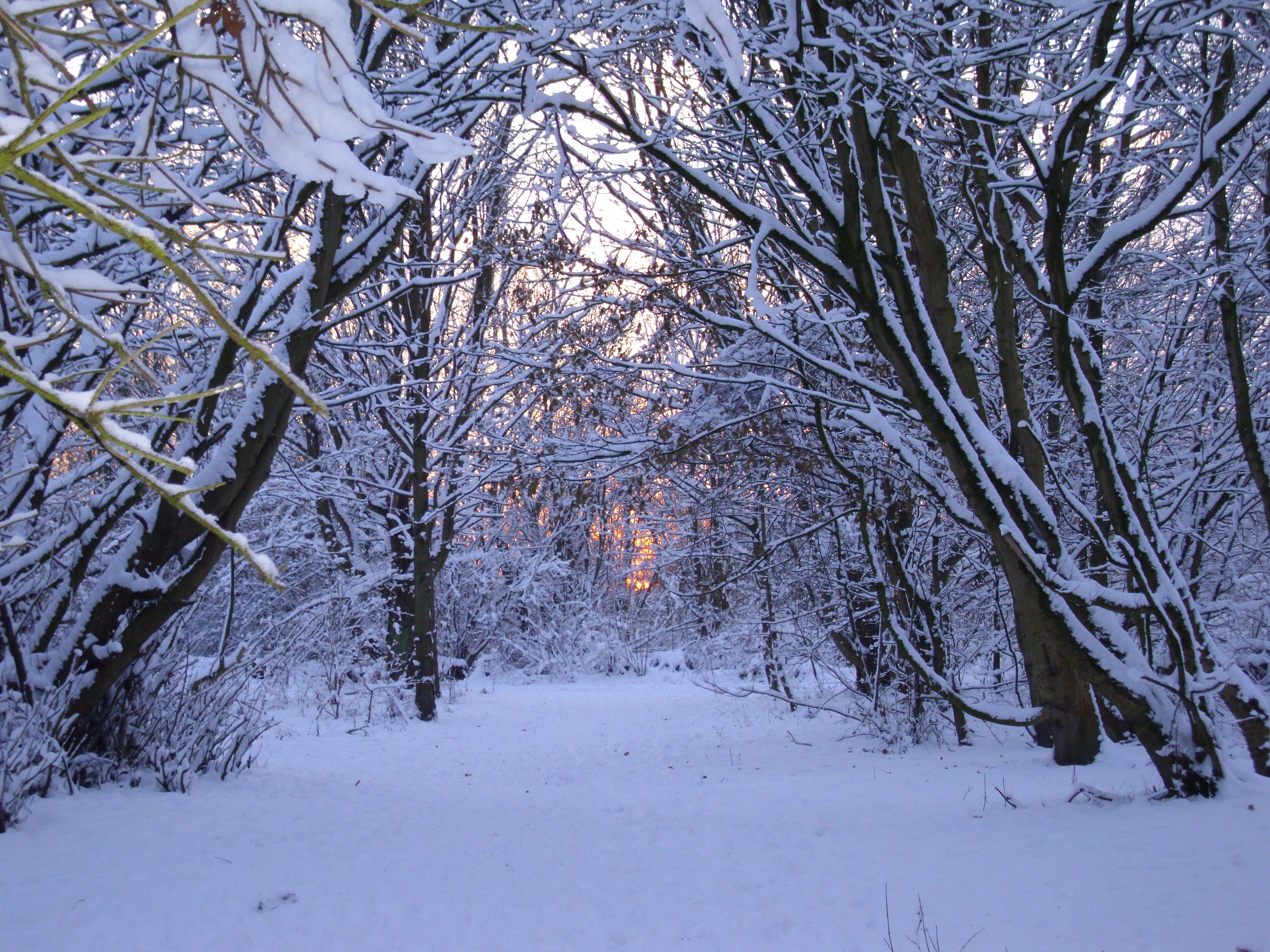 a snowy forest path at sunset