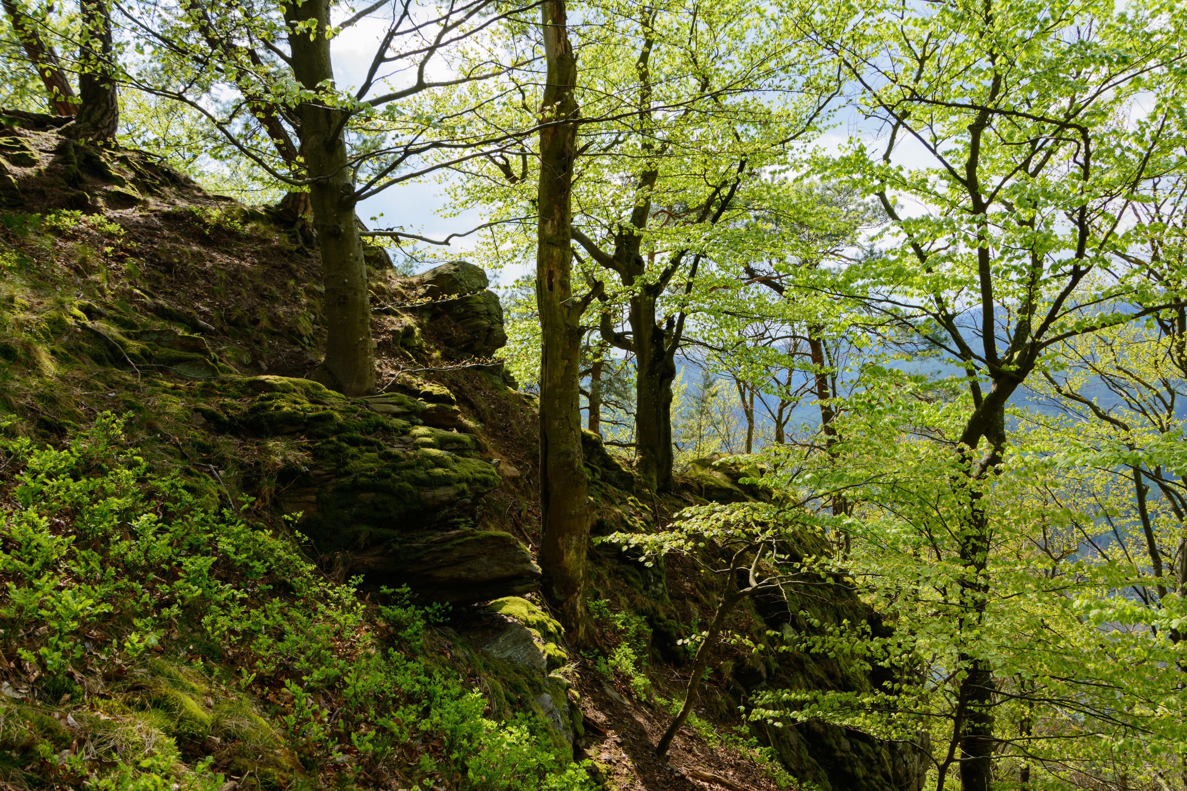Aggstein Waldimpression 01