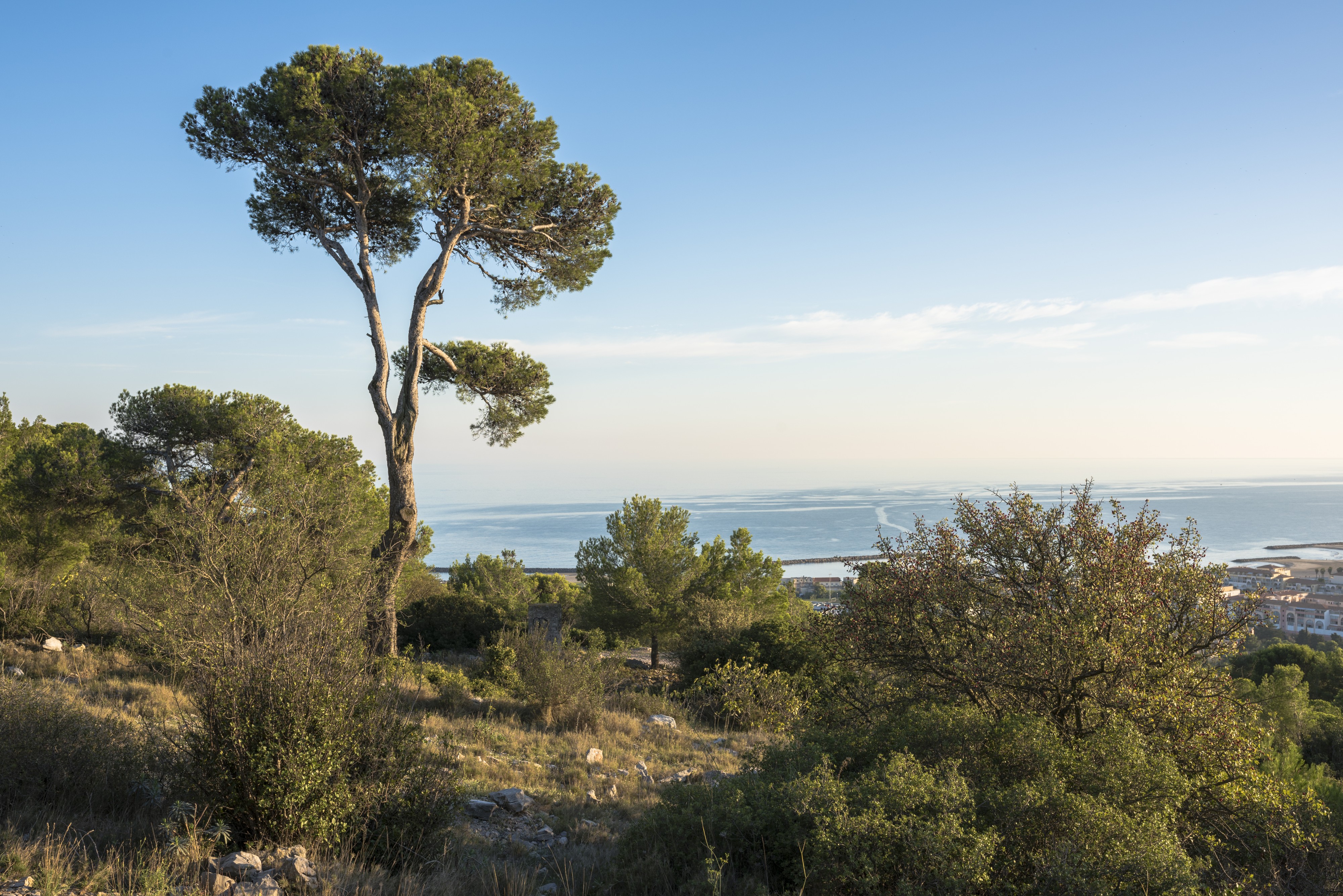 Aleppo Pine in front of the Mediterranean Sea