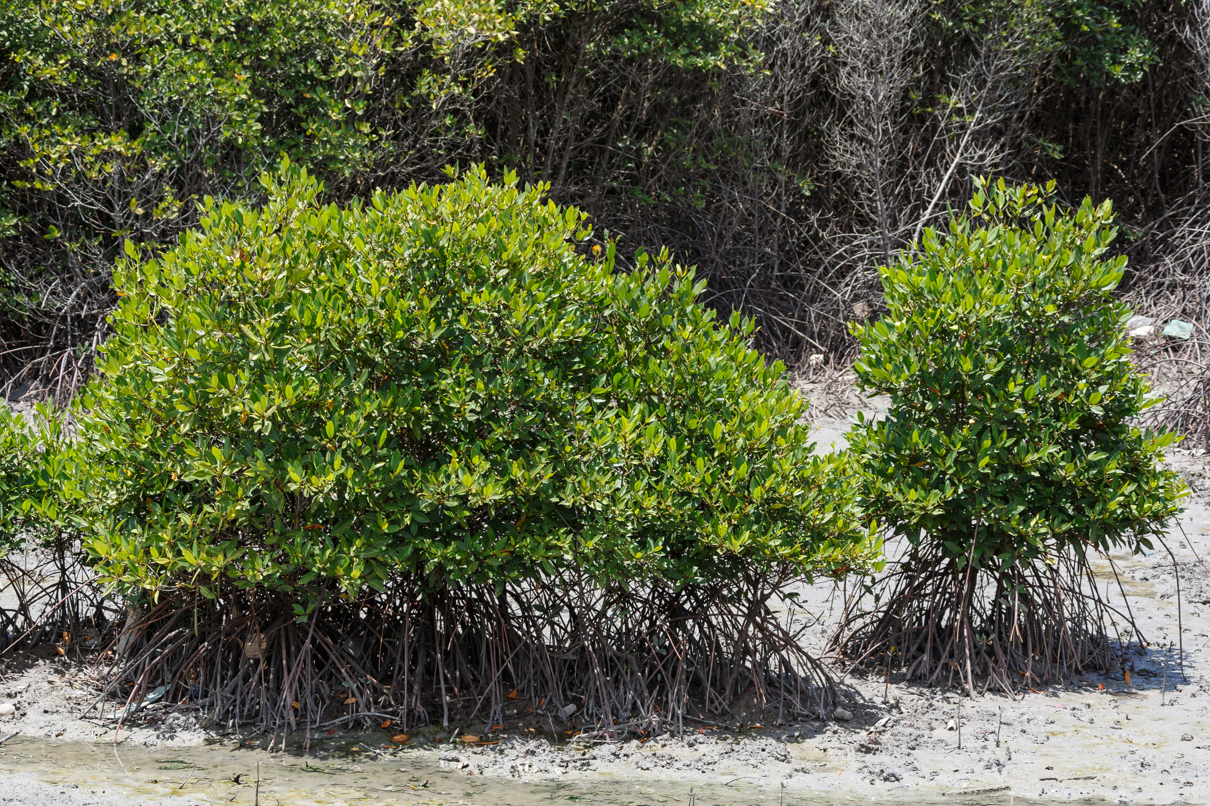 Benoa Bali Indonesia-Mangrove-forest-01