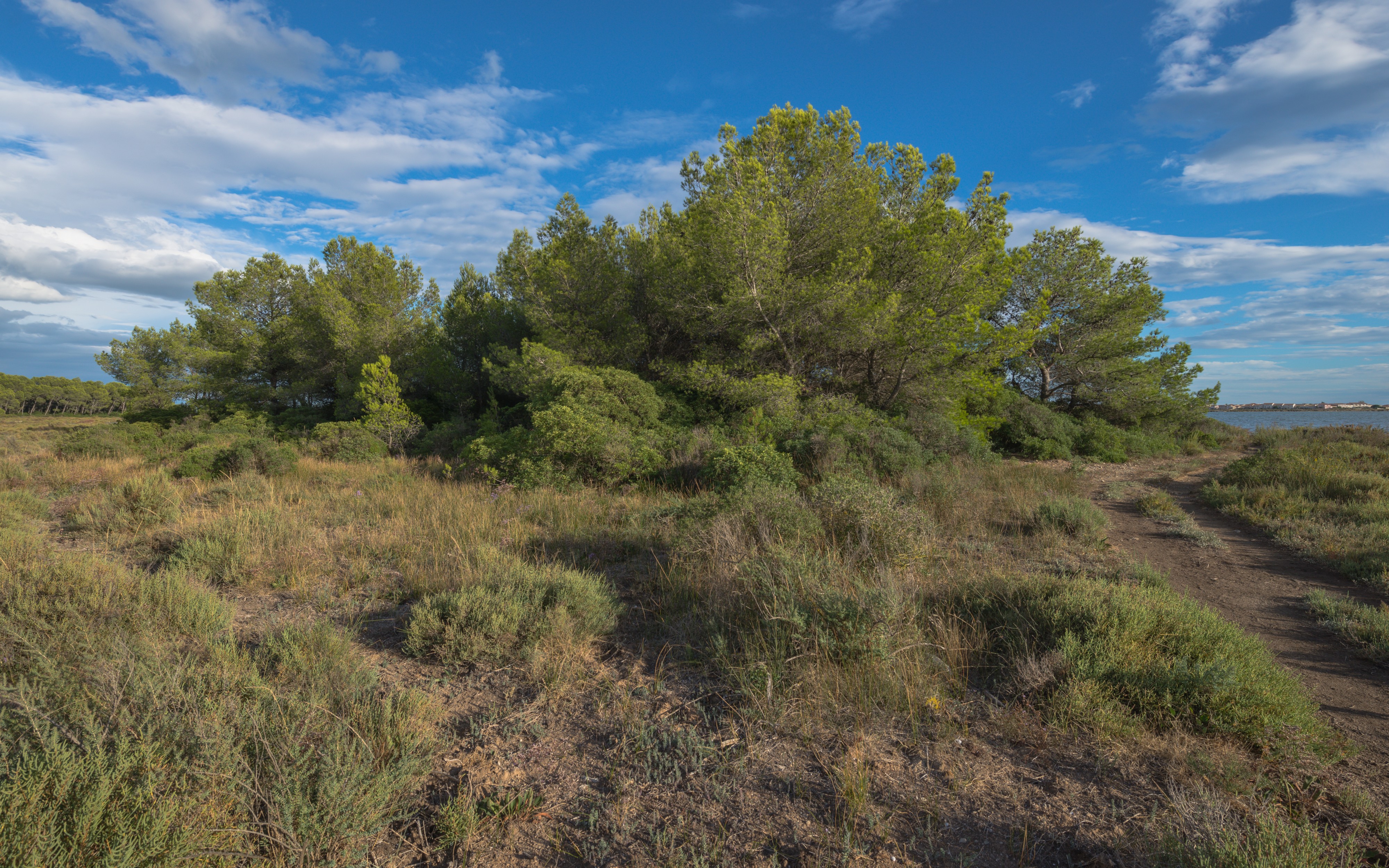 Bois des Aresquiers, Vic-la-Gardiole, Hérault 07