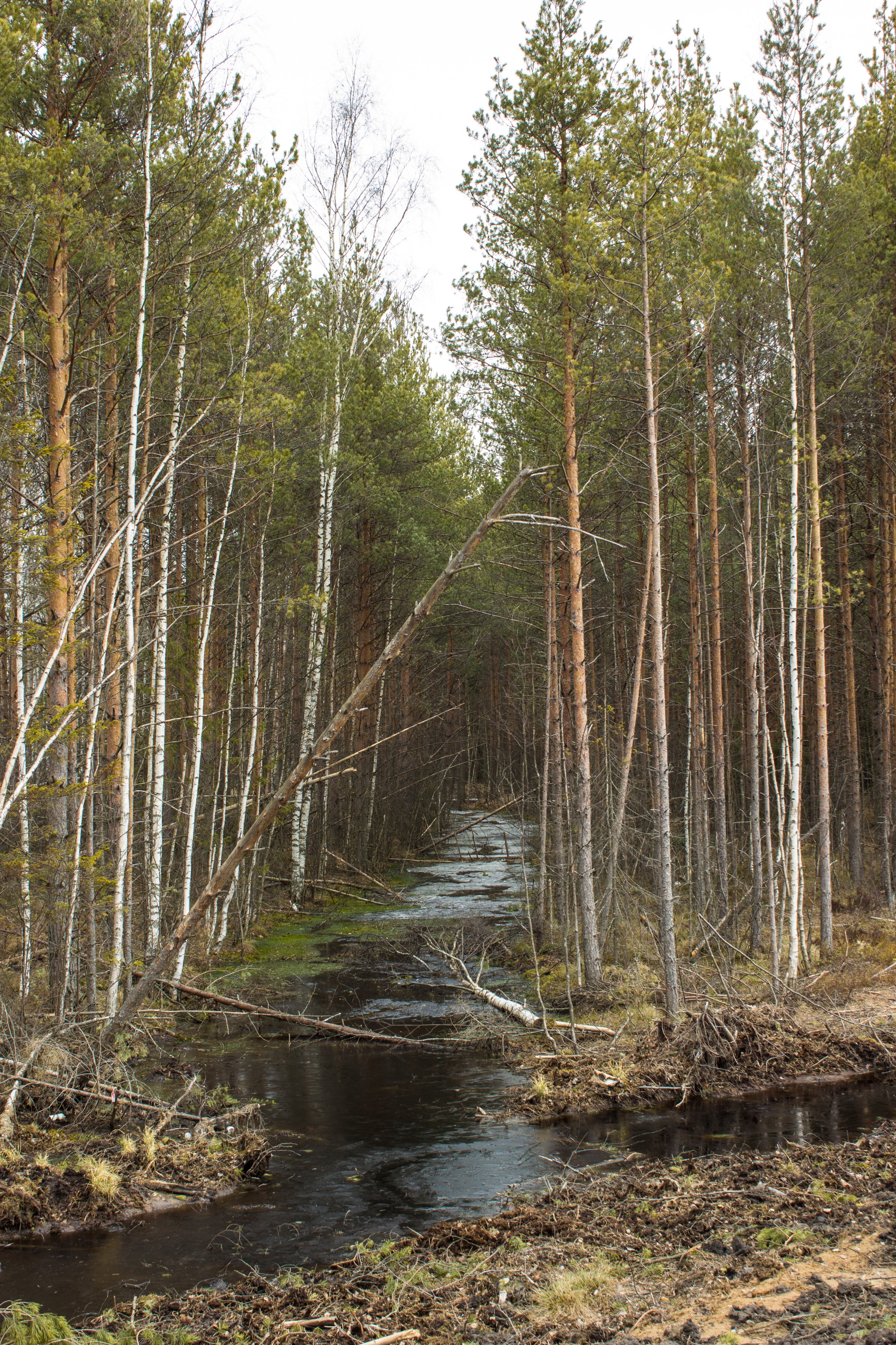 Лесной ручей - Stream in forest - panoramio