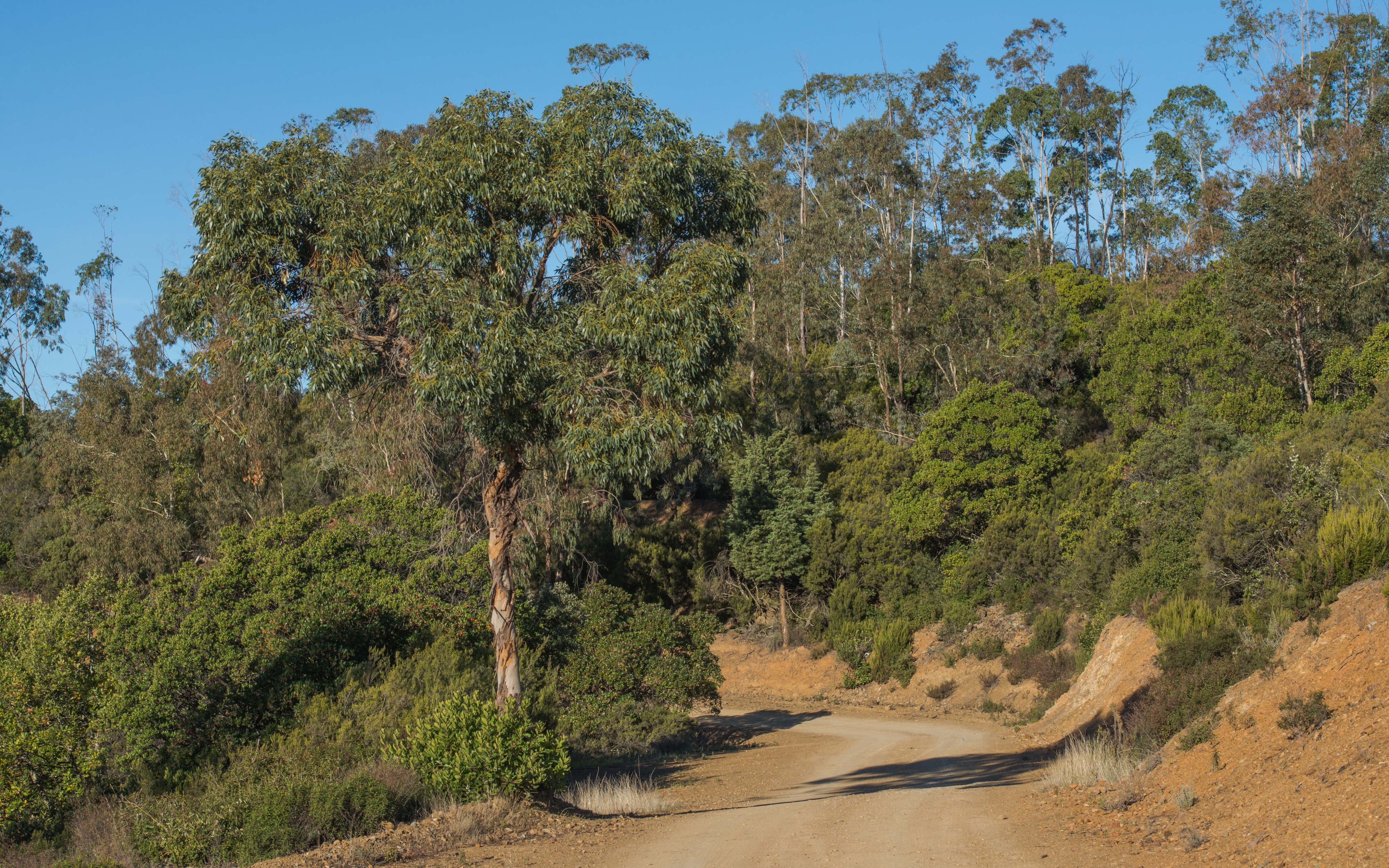 Eucalyptus, Cessenon-sur-Orb 01