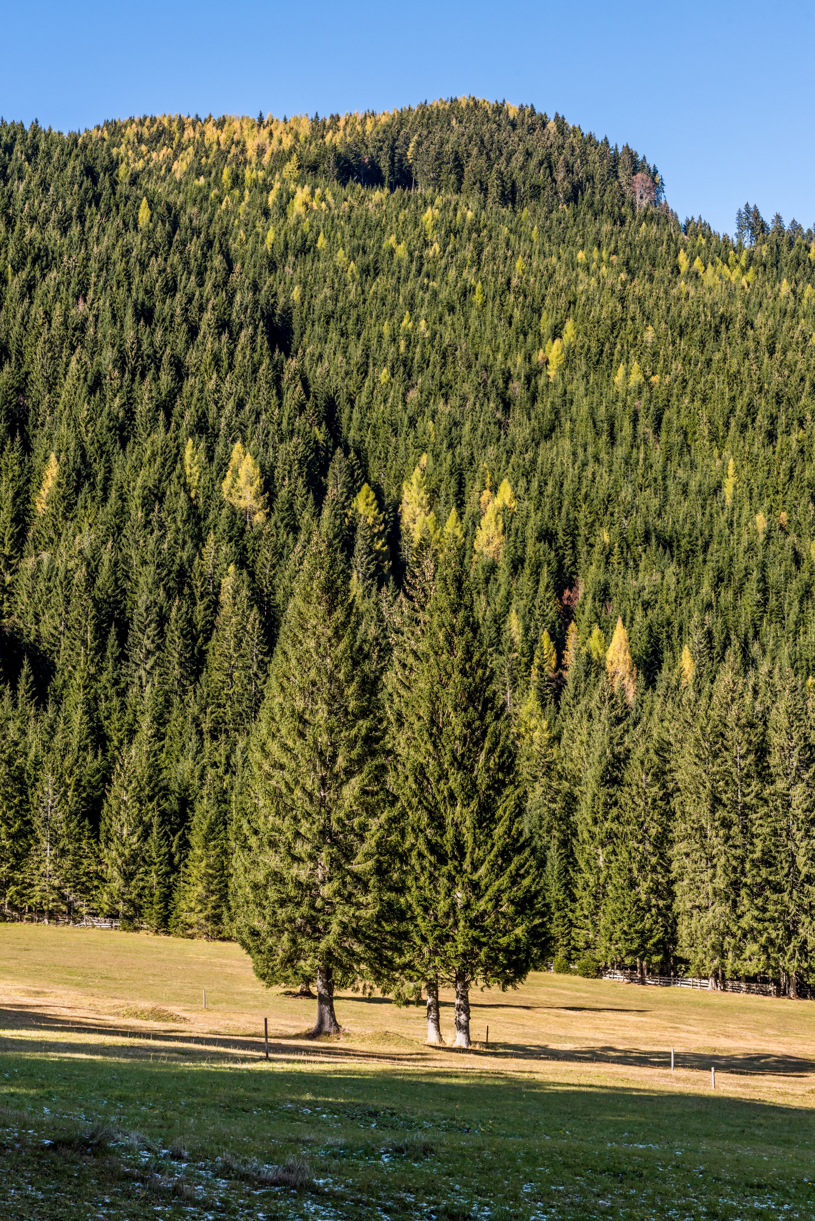 Ferlach Bodental Bodenbauer Waldlichtung 24102017 1732