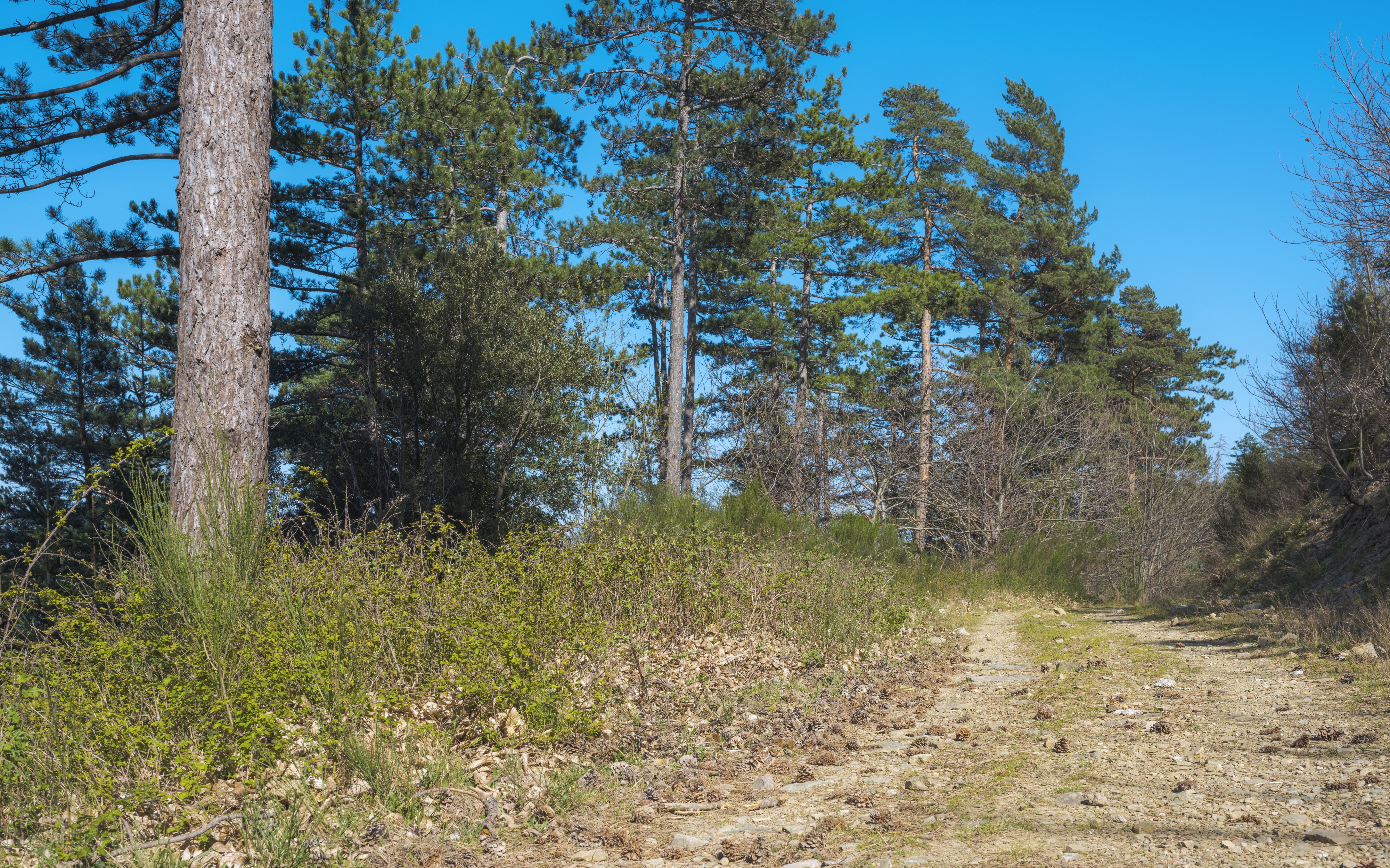 Forêt domaniale des Avant-Monts 05