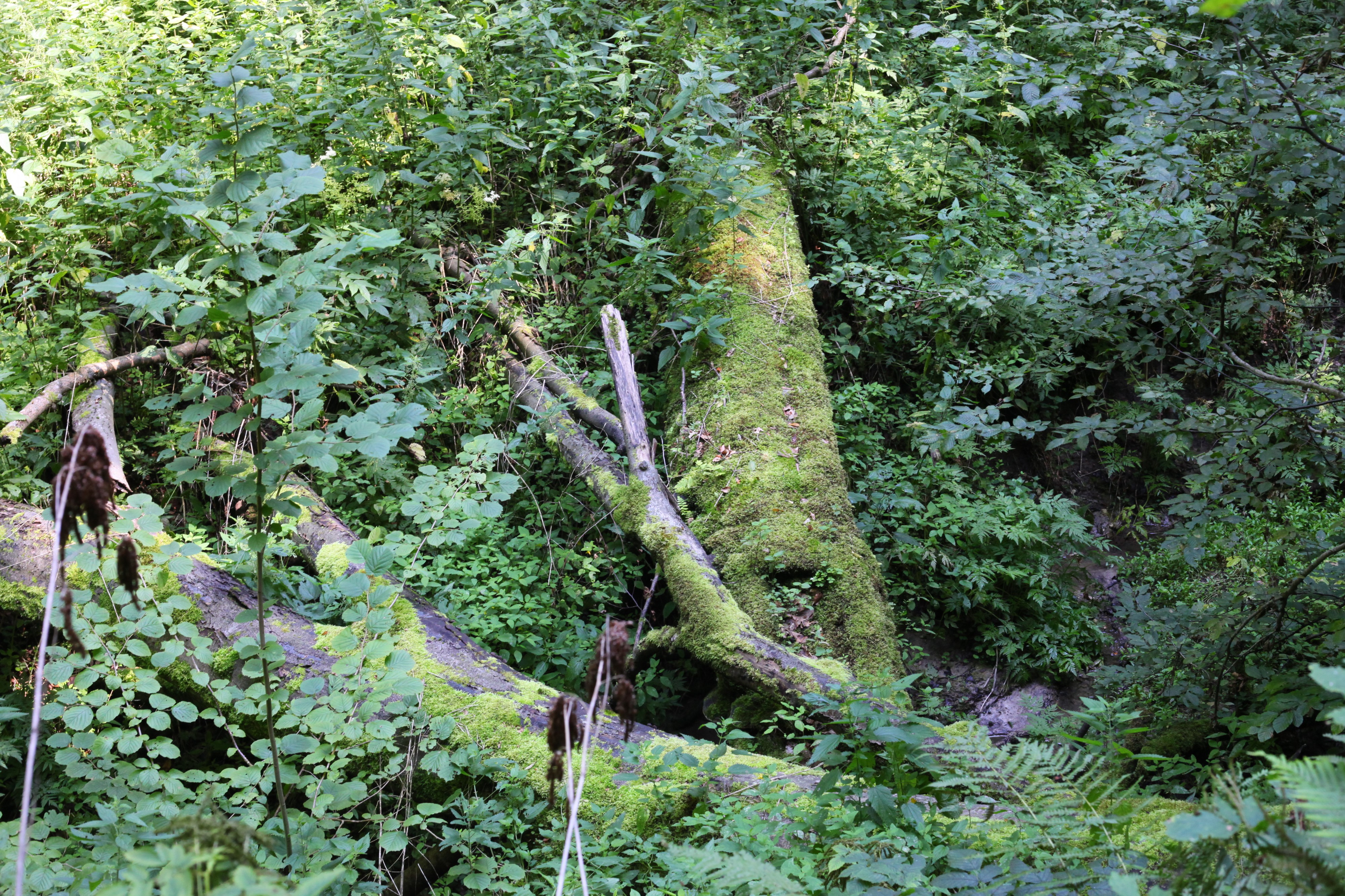 Forest about 30 km from Lviv, Ukraine, Europe, picture 2