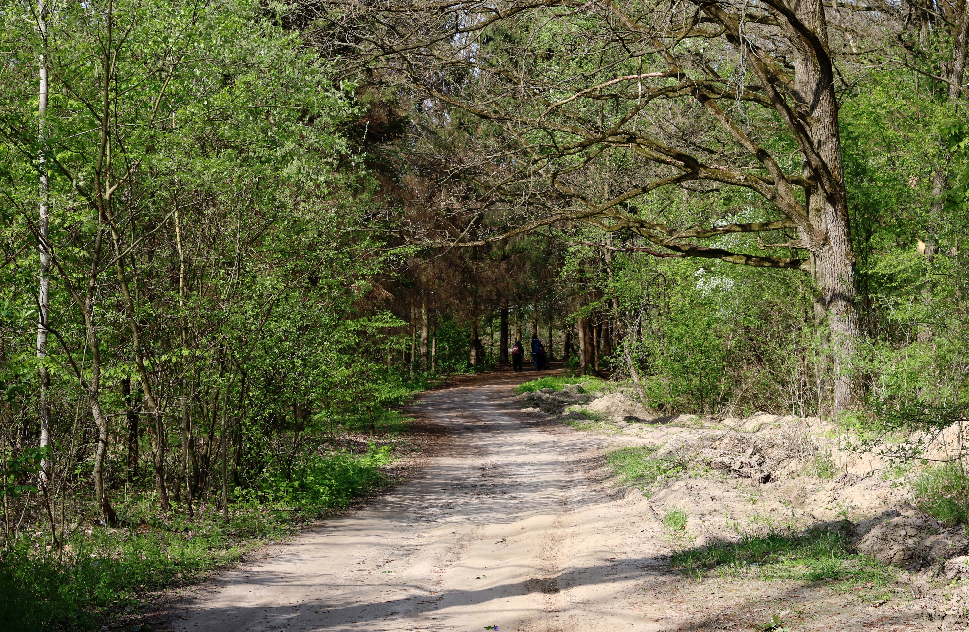 Forest road Slavne 2016 G1