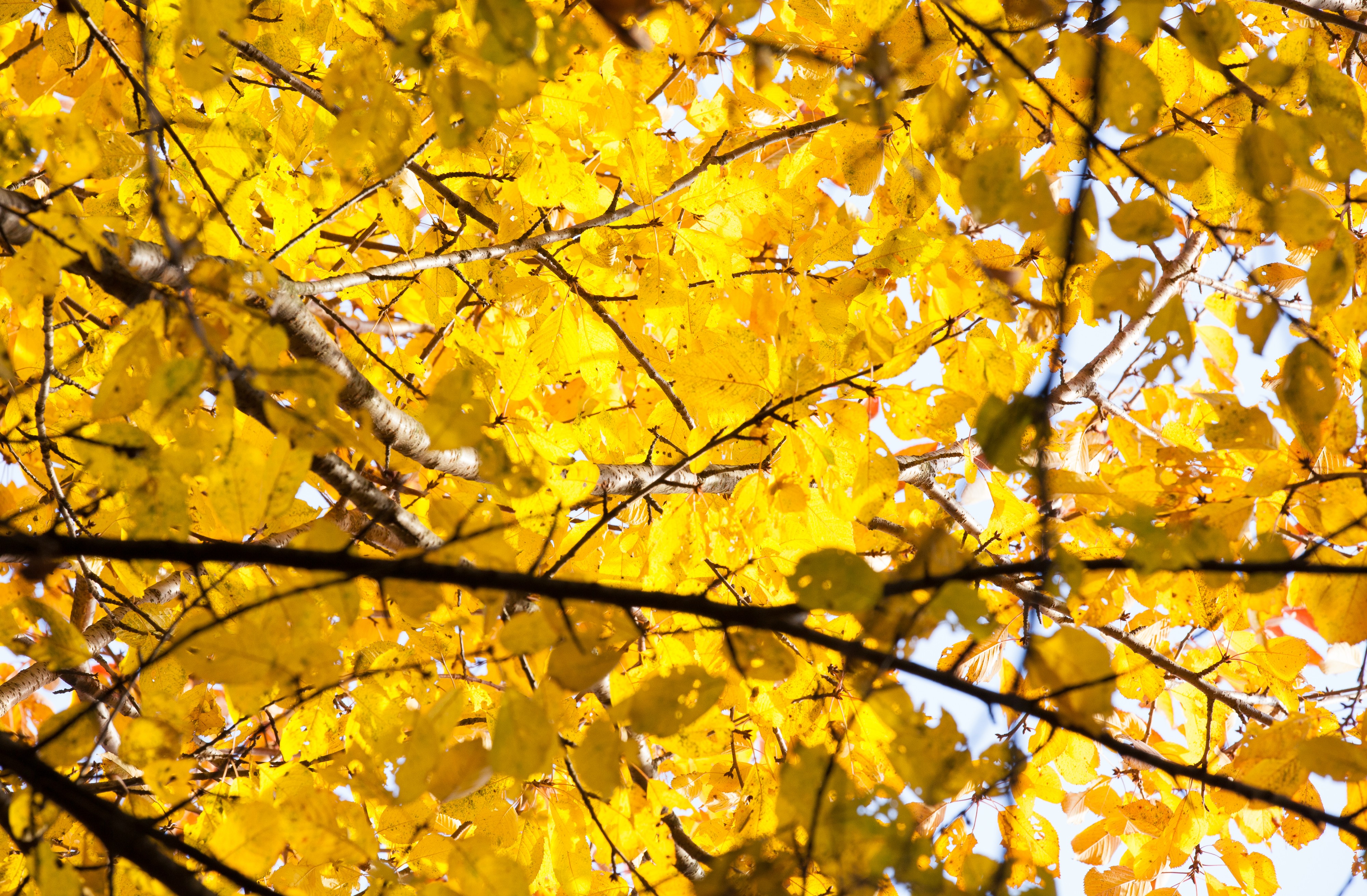golden tree leaves in October 2013