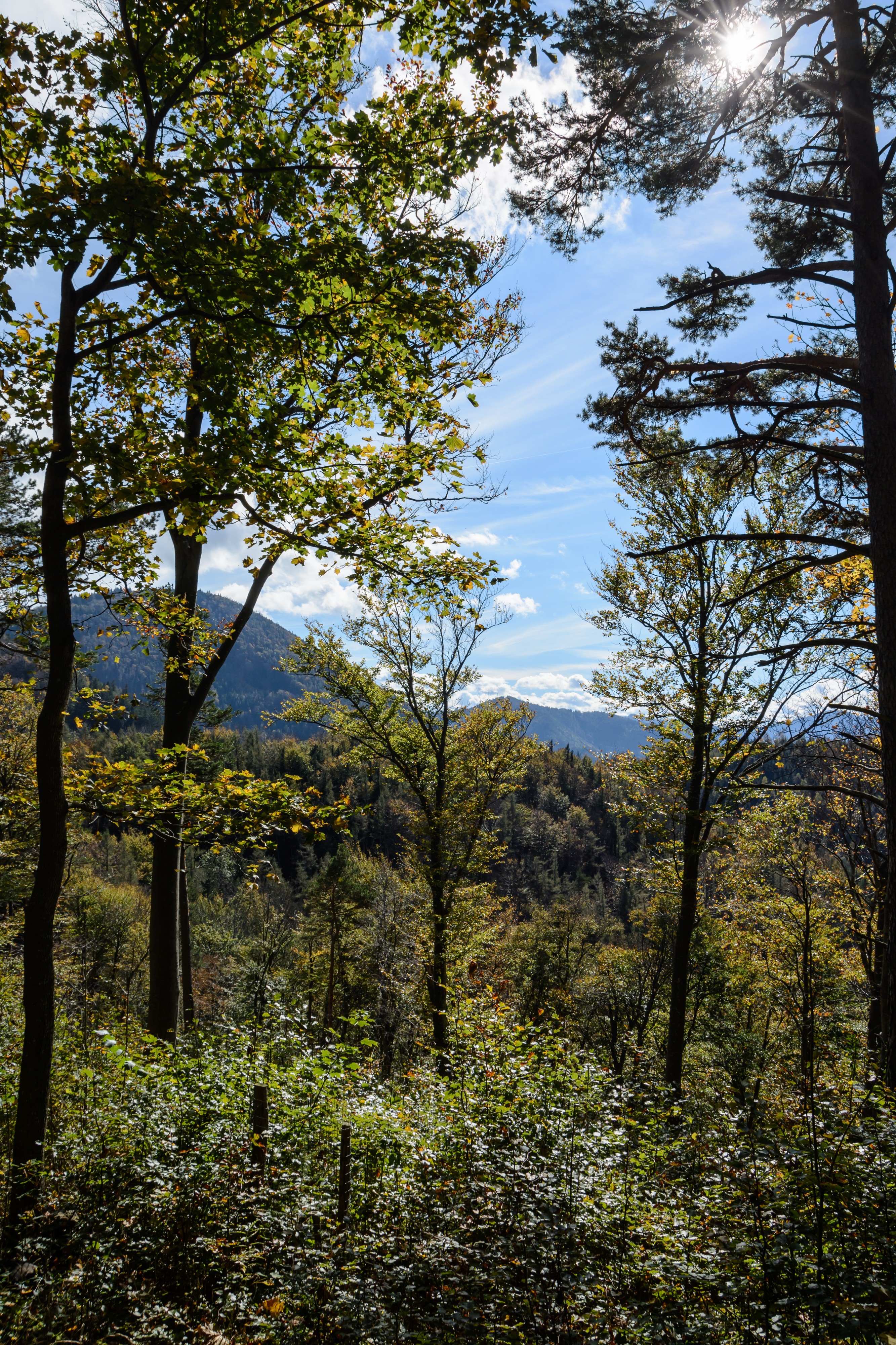 Hainfeld Kirchberg Herbstwald 01