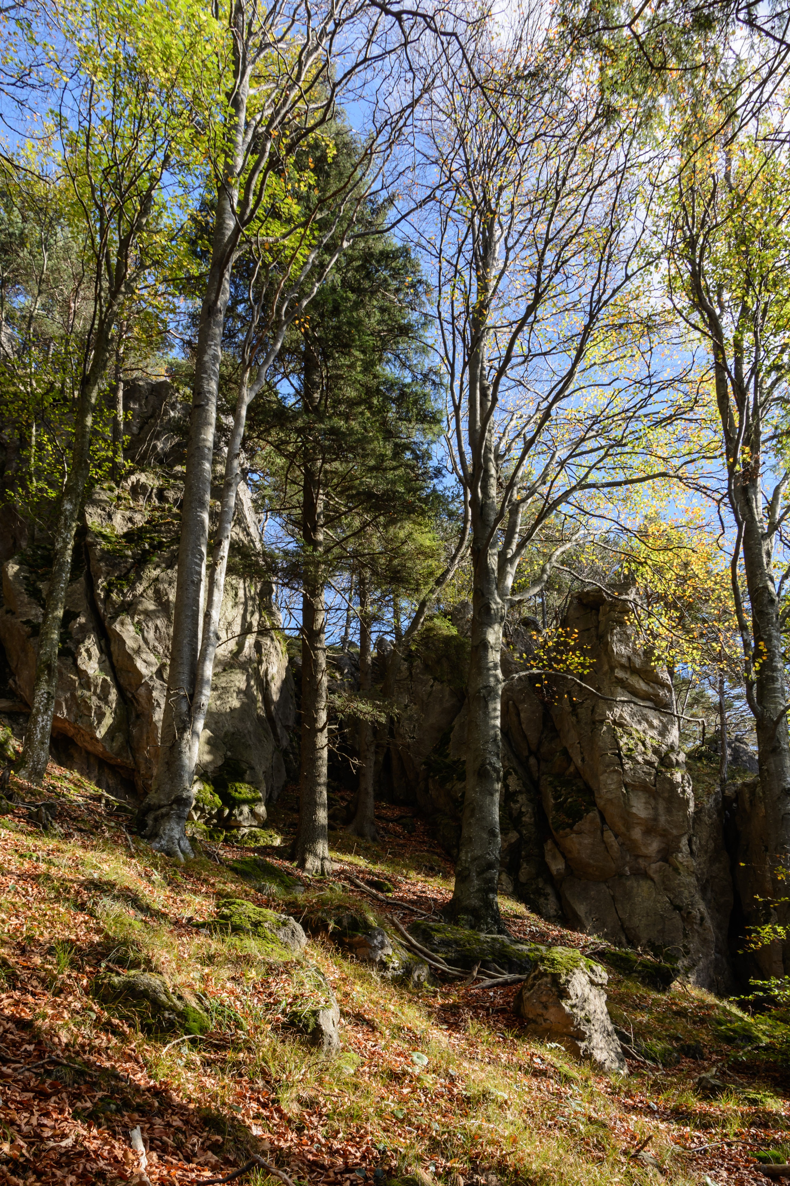 Hainfeld Kirchberg Herbstwald 02