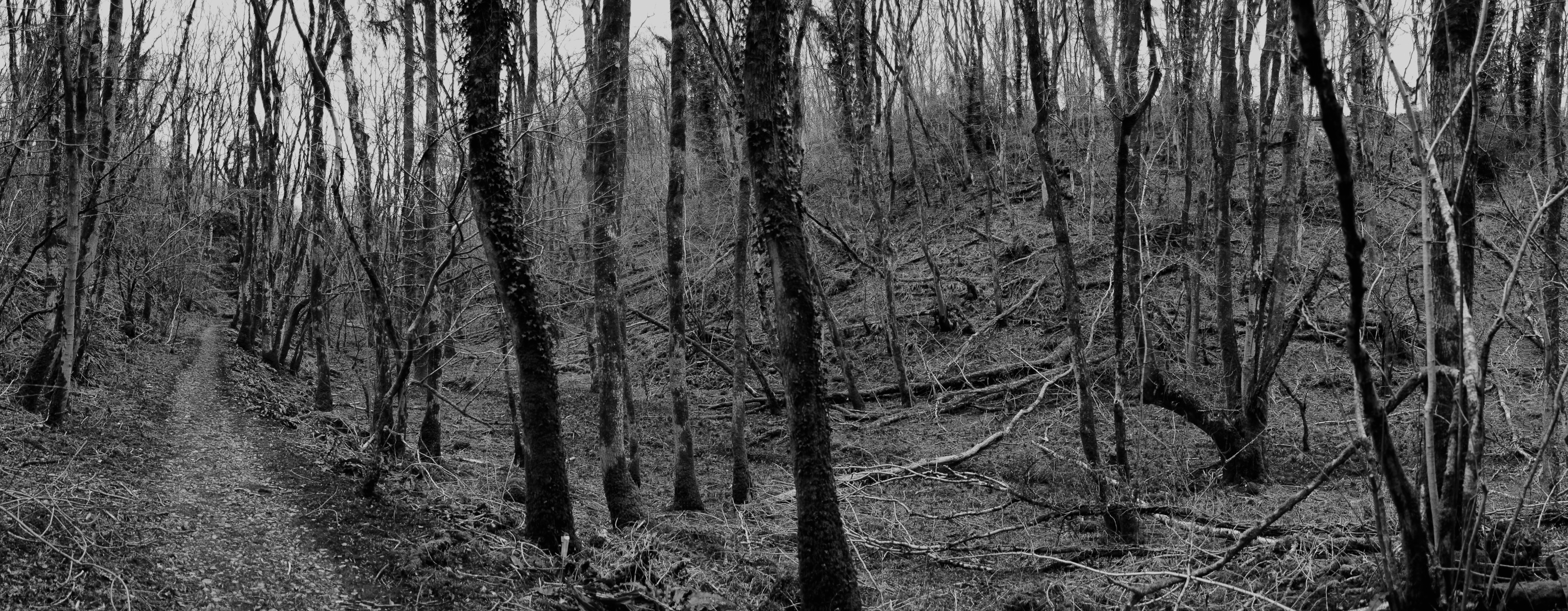 Harridge Woods winter shoot