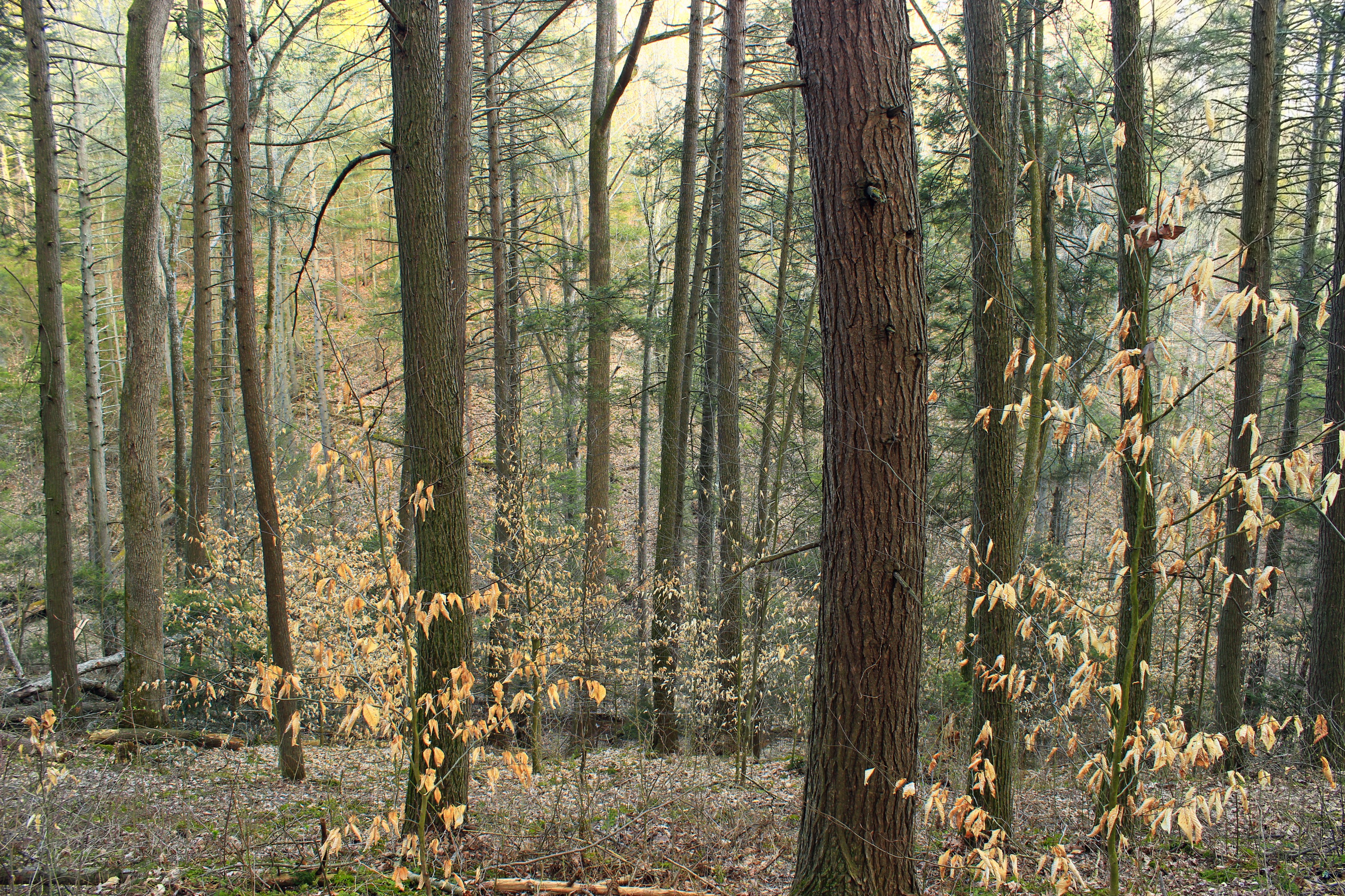 Jakey Hollow Natural Area (Revisit) (8) (17008423660)