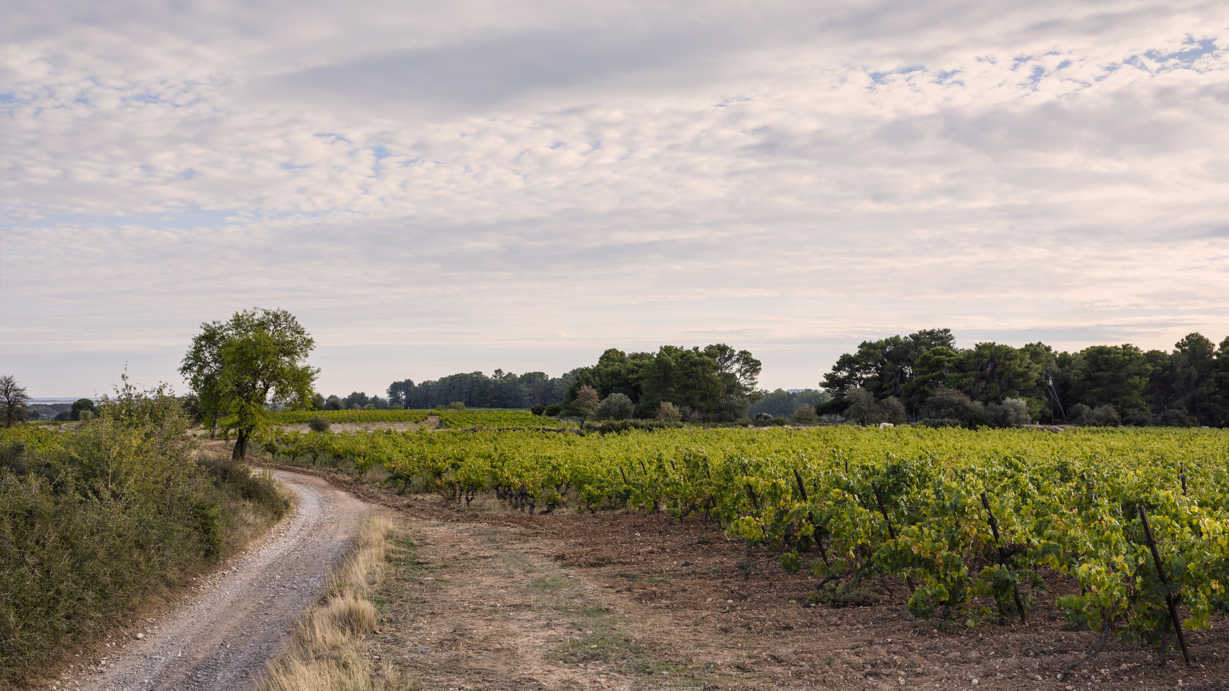 Landscape of vineyards, Castelnau-de-Guers cf01