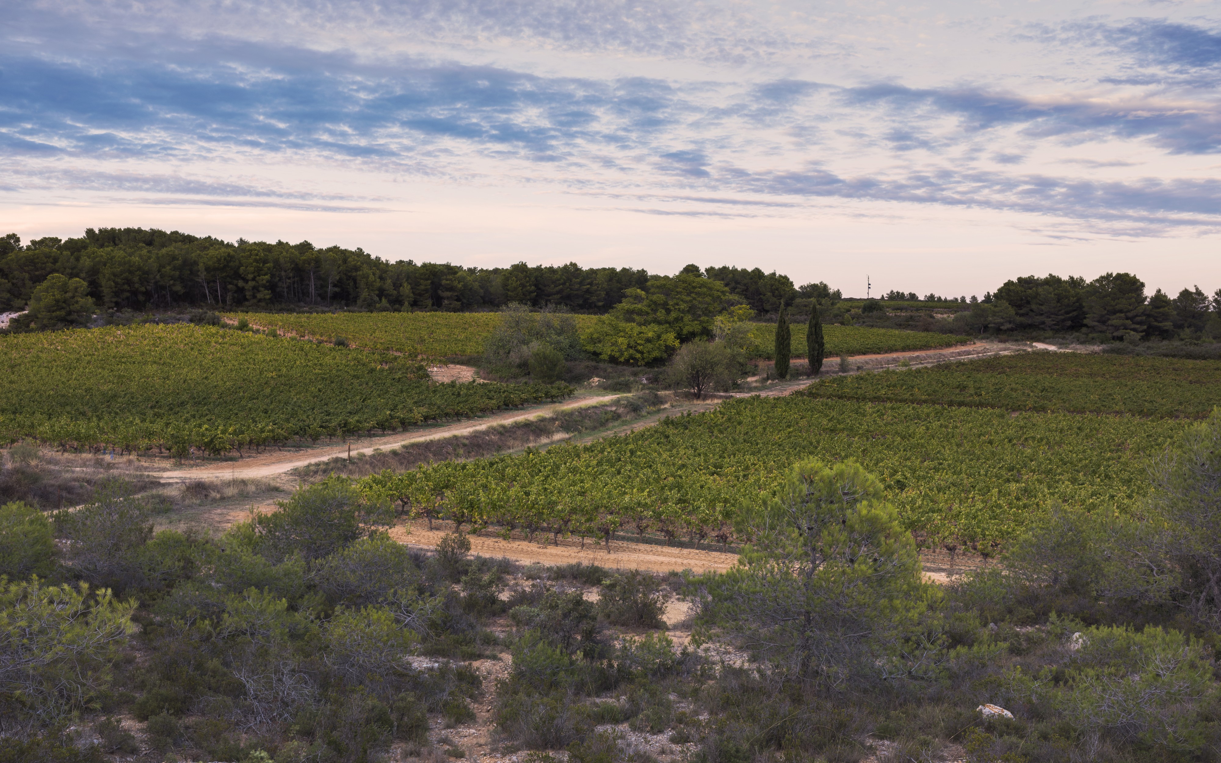 Landscape of vineyards, Castelnau-de-Guers cf02