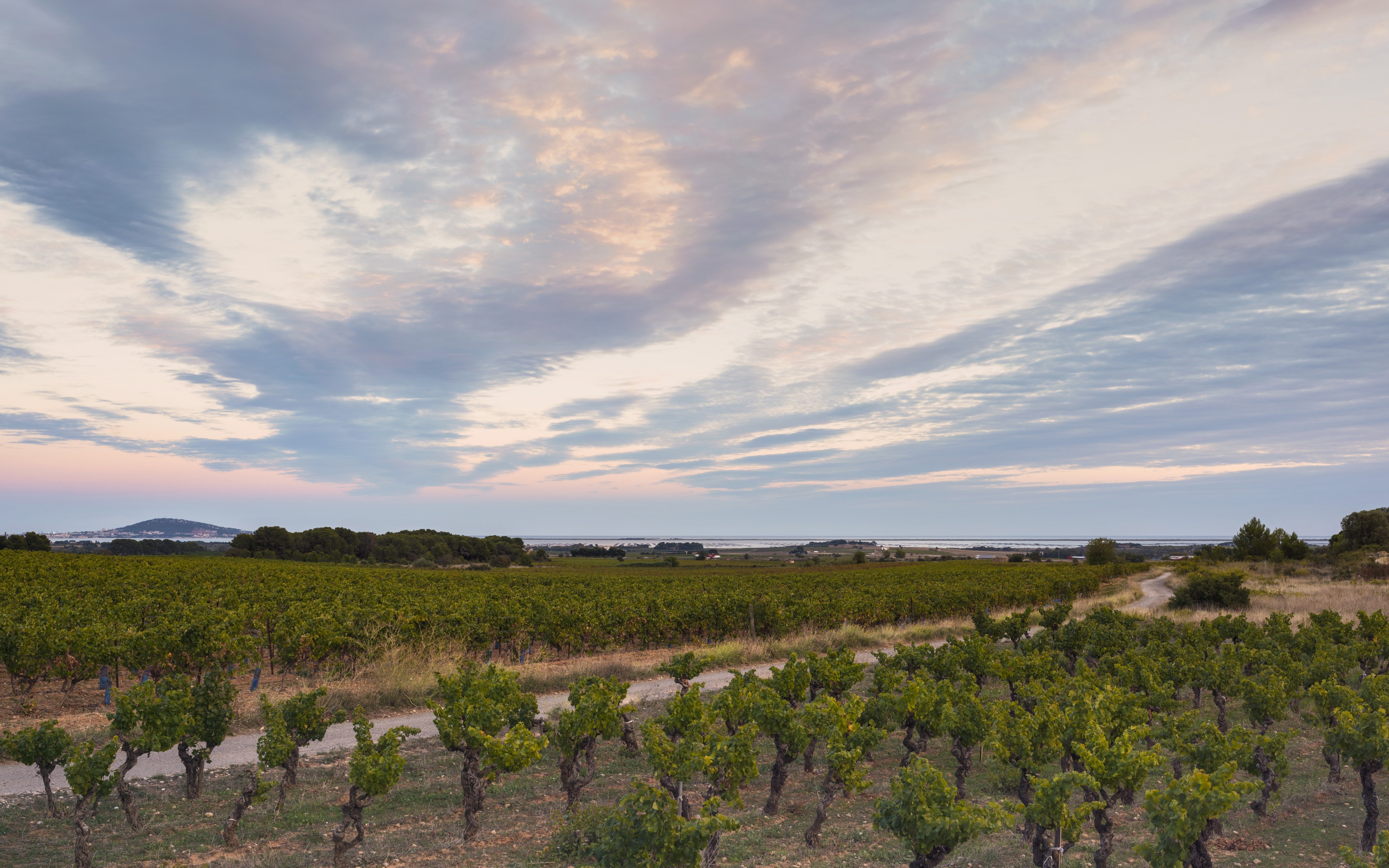Landscape of vineyards, Castelnau-de-Guers cf03