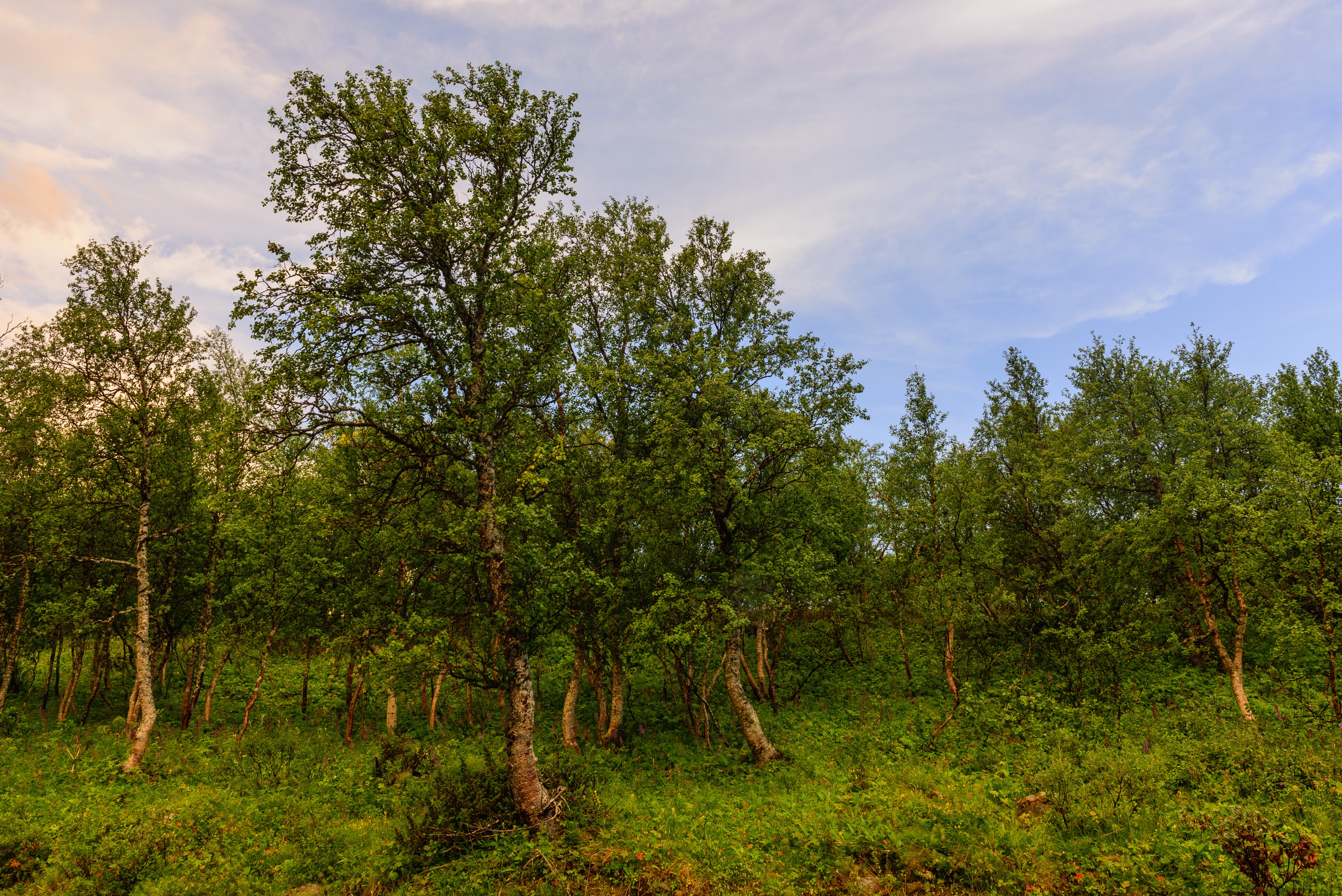 Ljungdalen July 2013 03