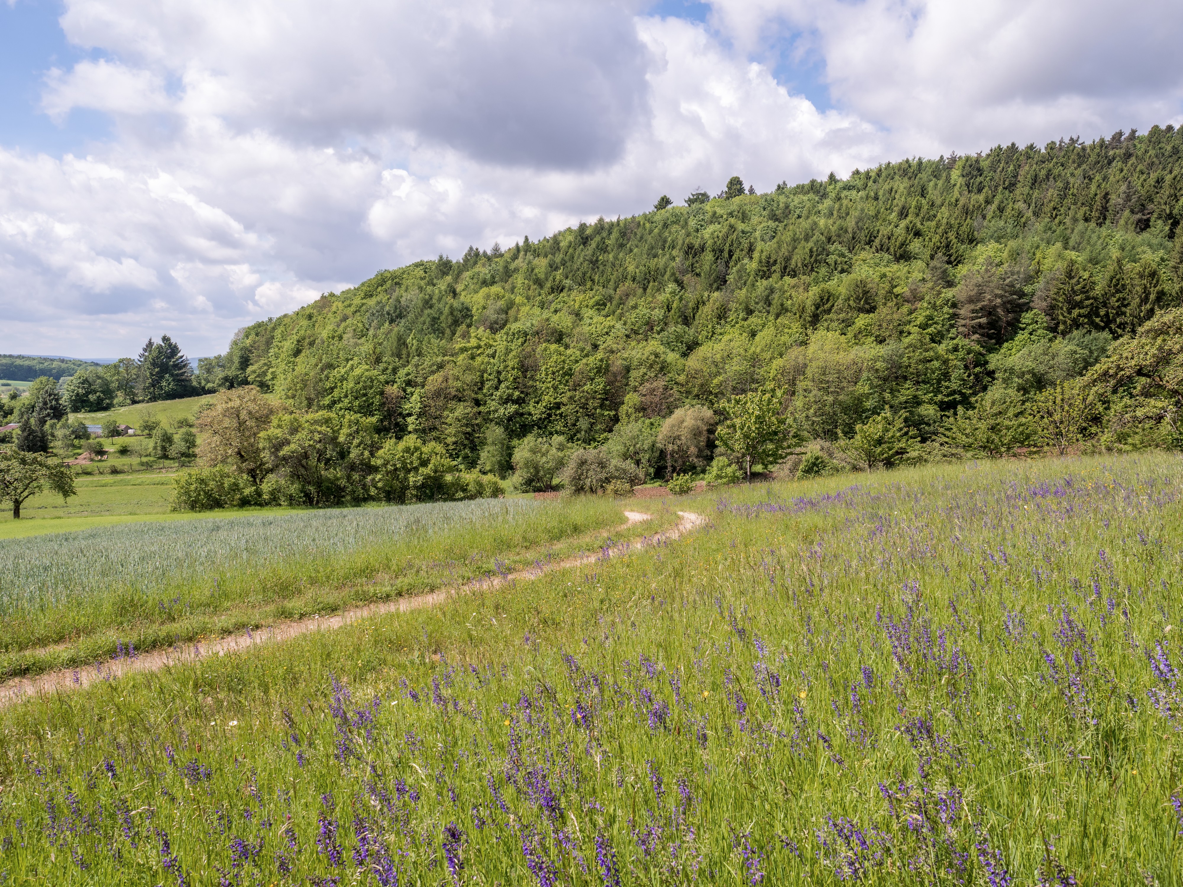 Lohndorf Naturwald Reservat 17RM1648-PSD