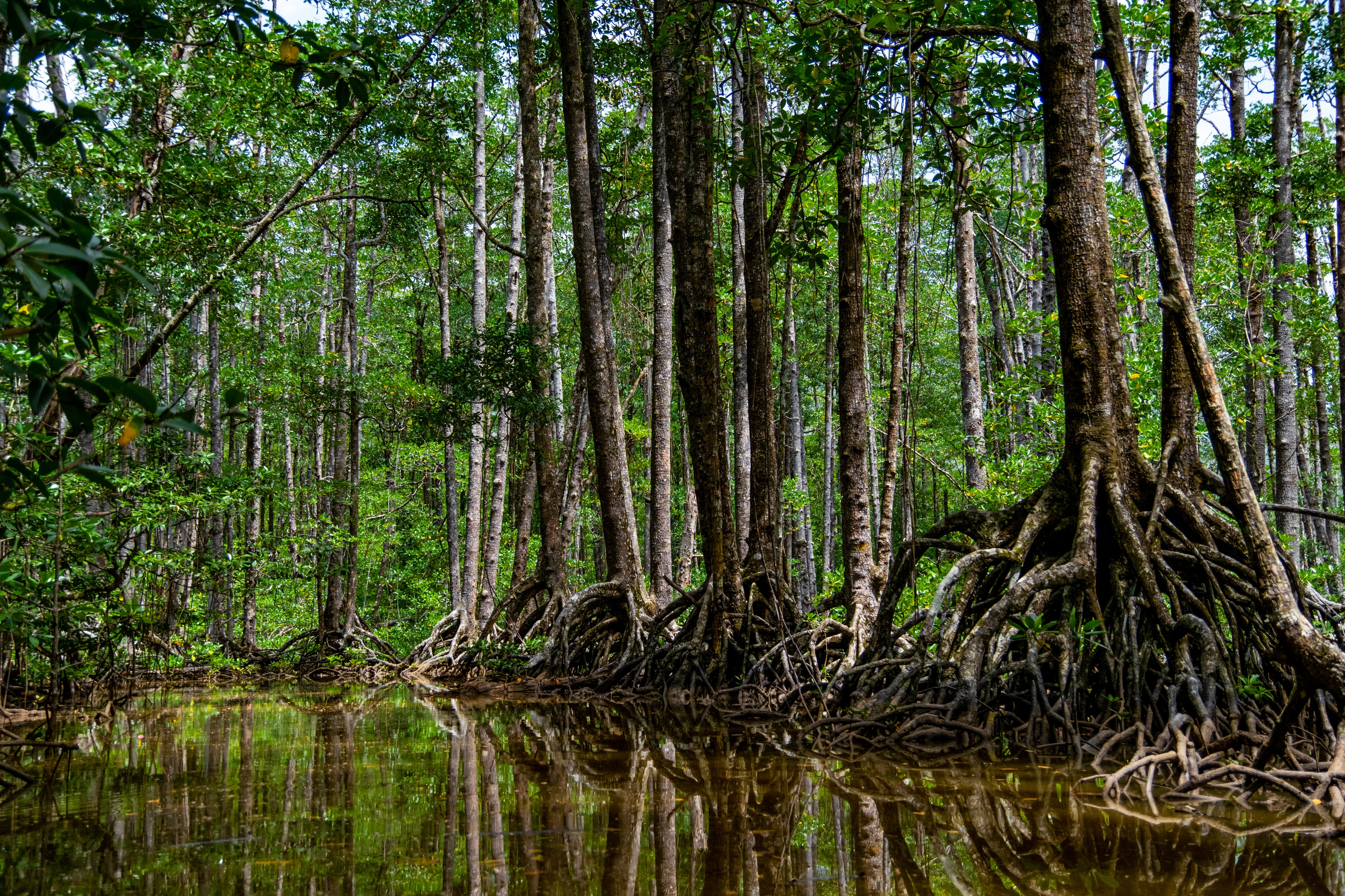 Mangroves in Puerto Princesa City