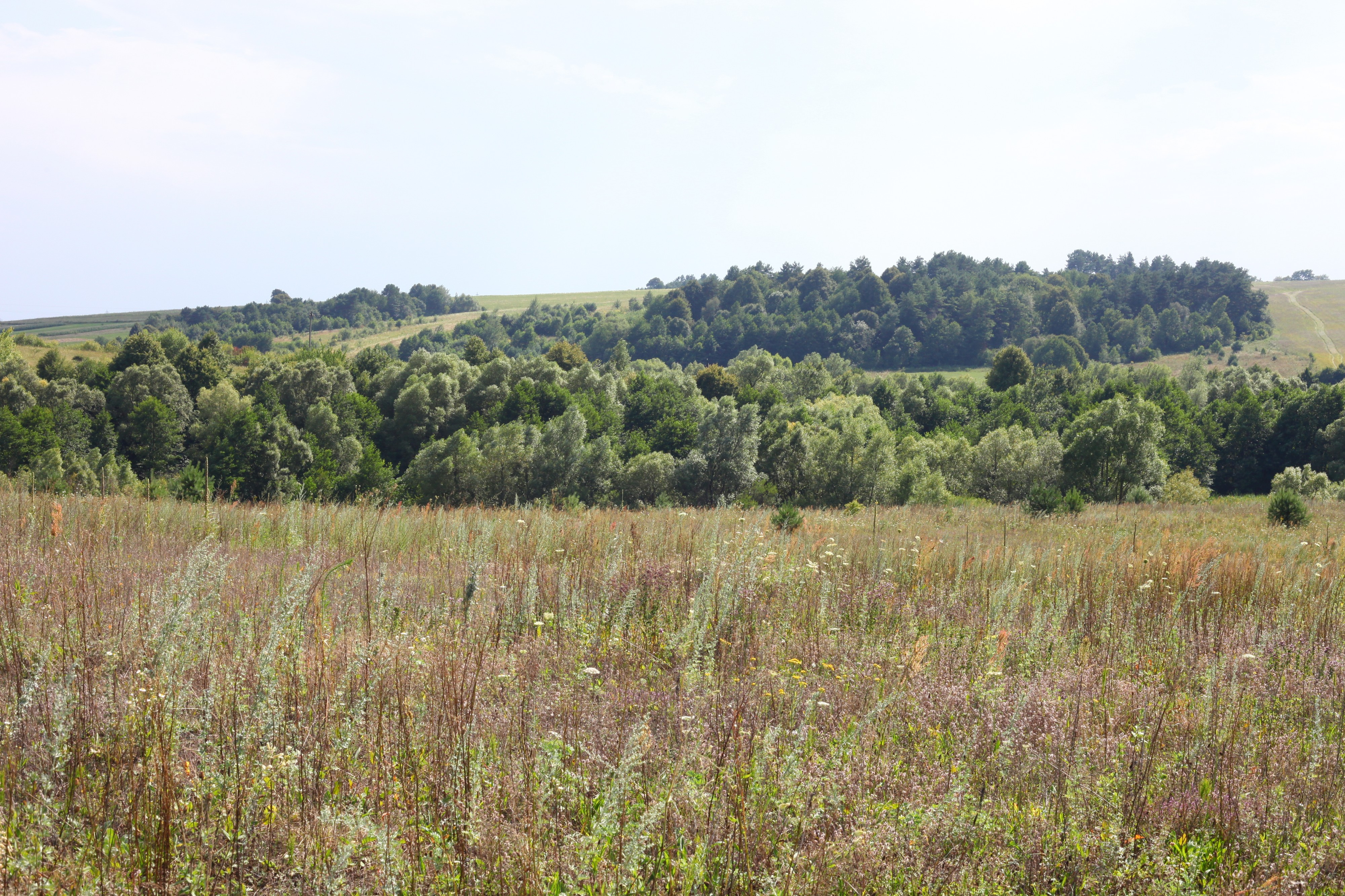 Meadows and woods about 30 km from Lviv, Ukraine, Europe, picture 13