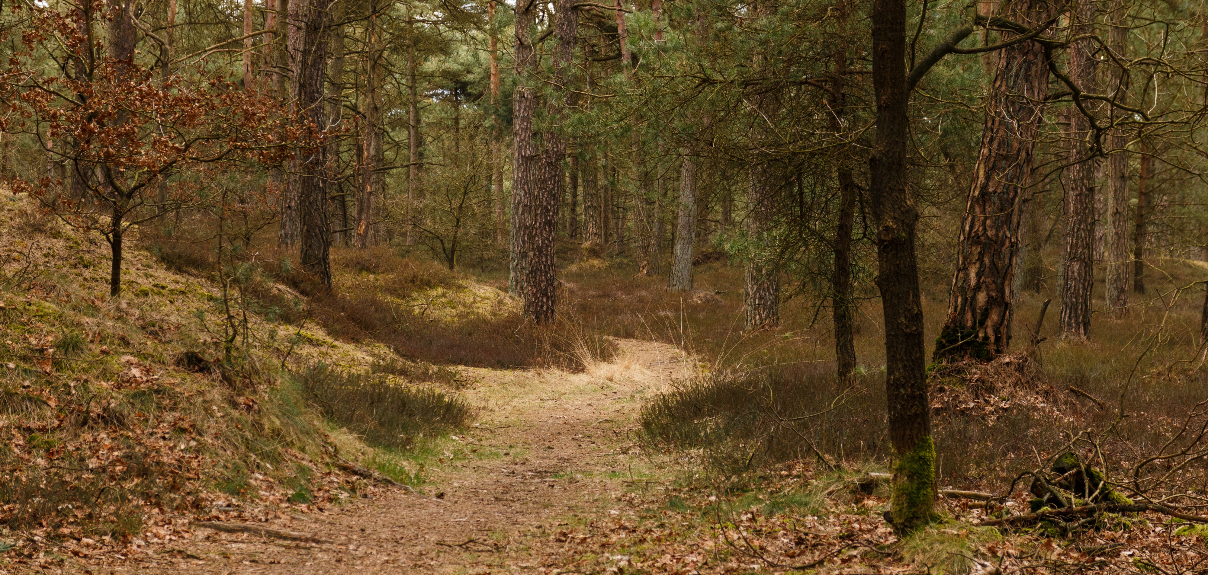 Nationaal Park Drents-Friese Wold. Locatie Dieverzand 03