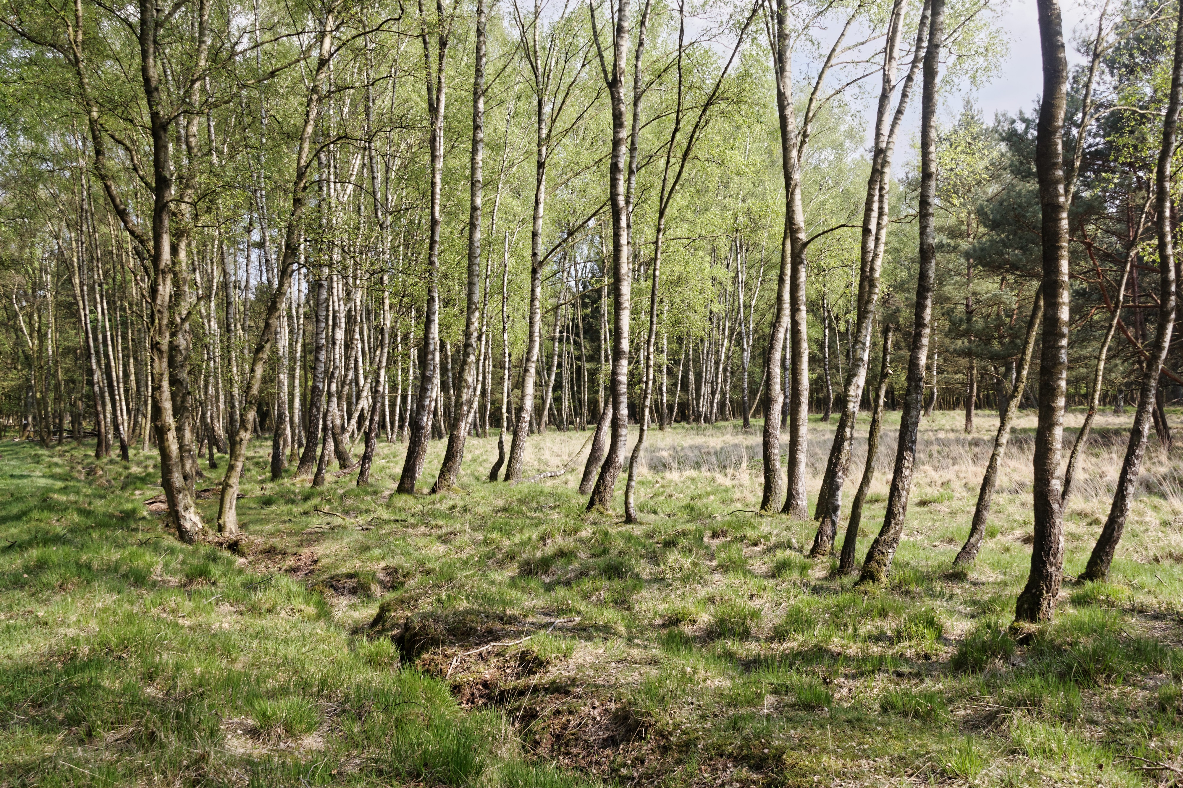 Nsg halloher moor nordrand 09