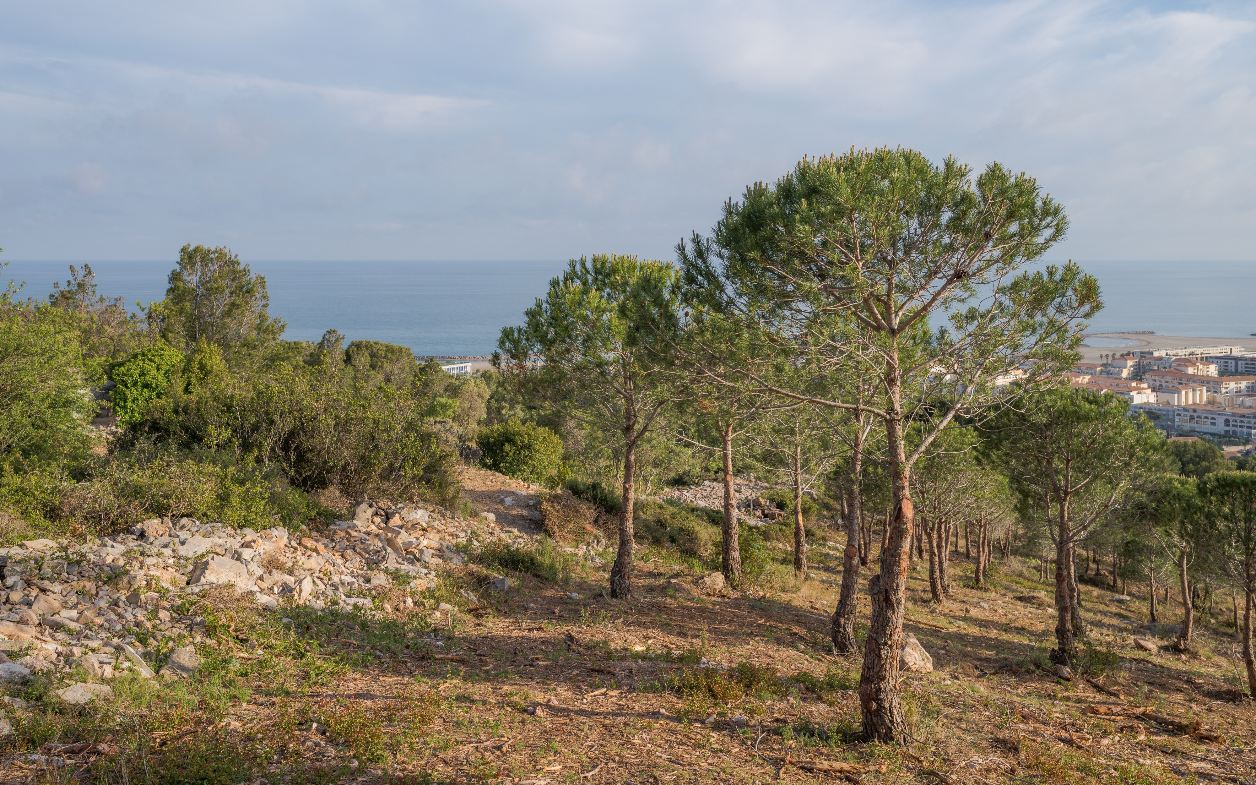 Pine forest of Sète 02