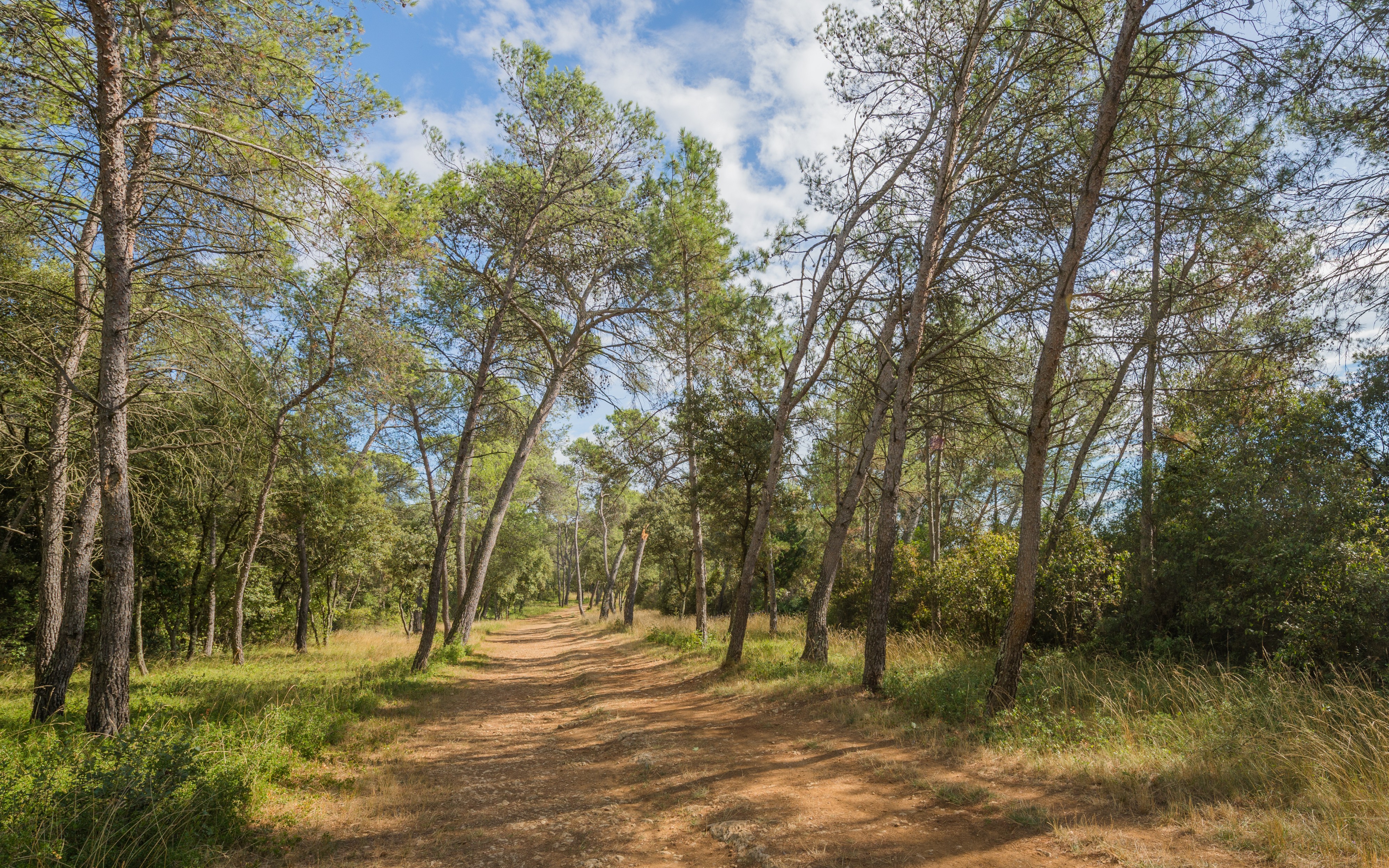 Pinus halepensis, Castries, Hérault 01