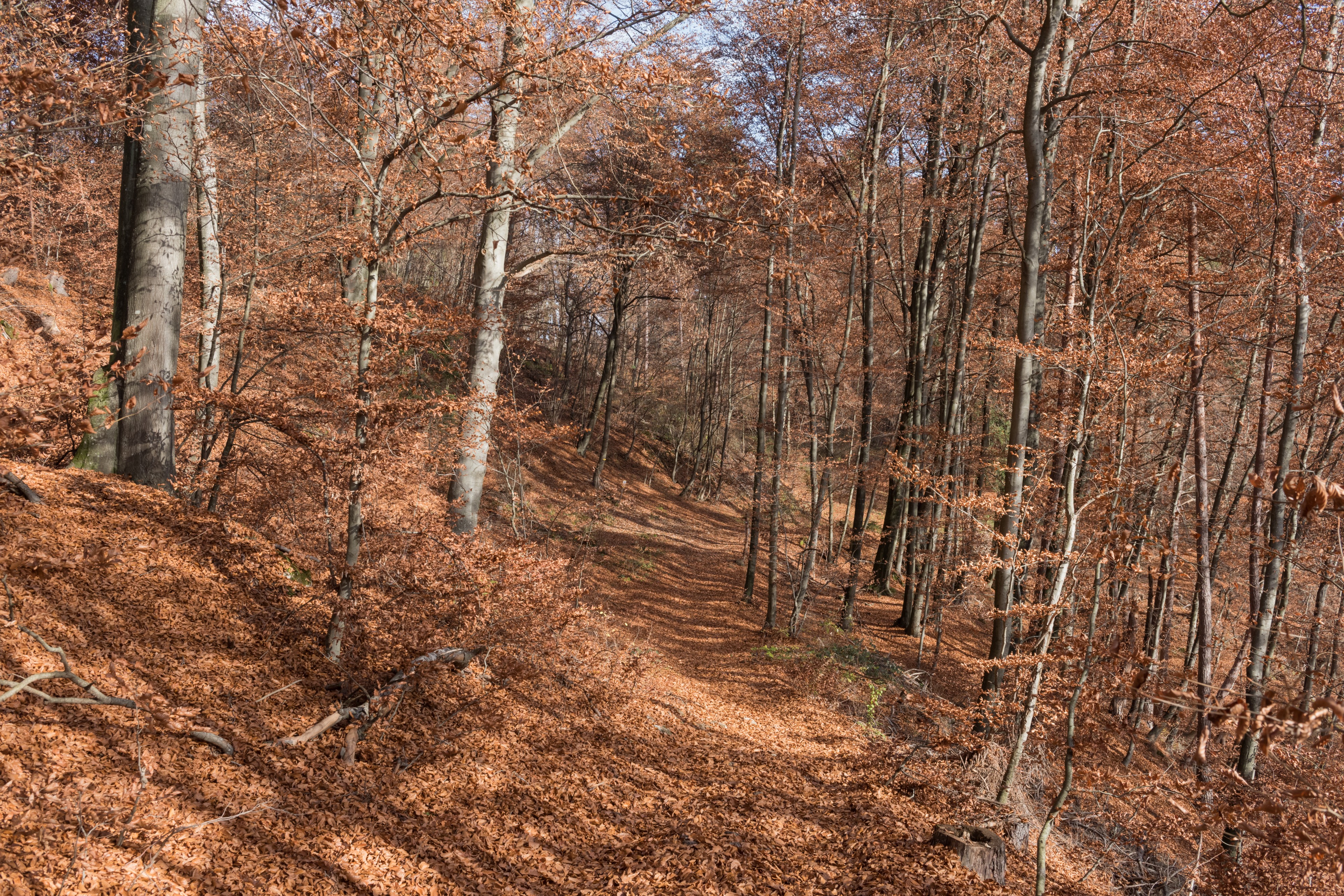 Poertschach Glorietteweg Buchenwald 19112015 9217