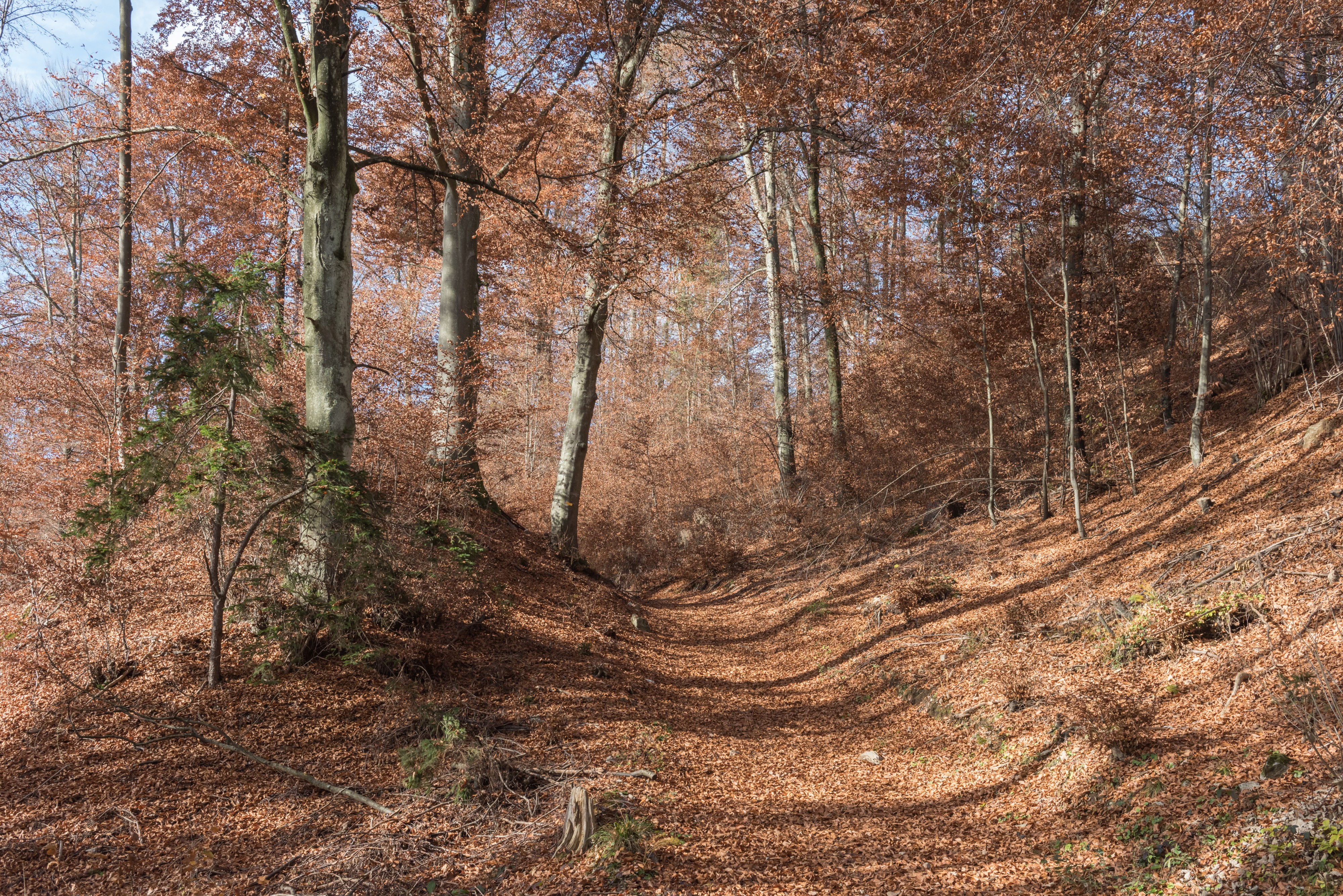 Poertschach Glorietteweg Buchenwald 19112015 9218