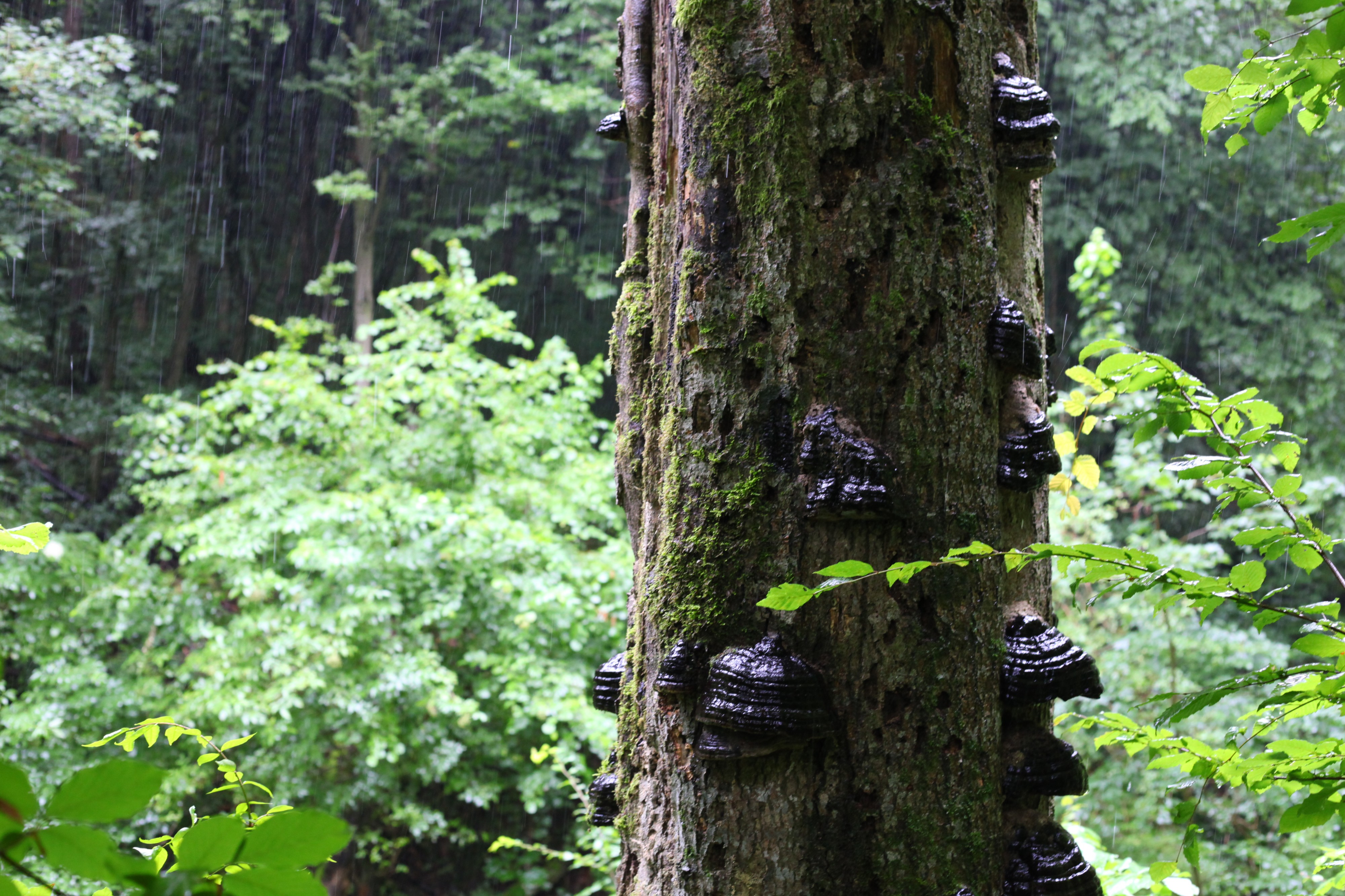 Rainy forest, picture 2
