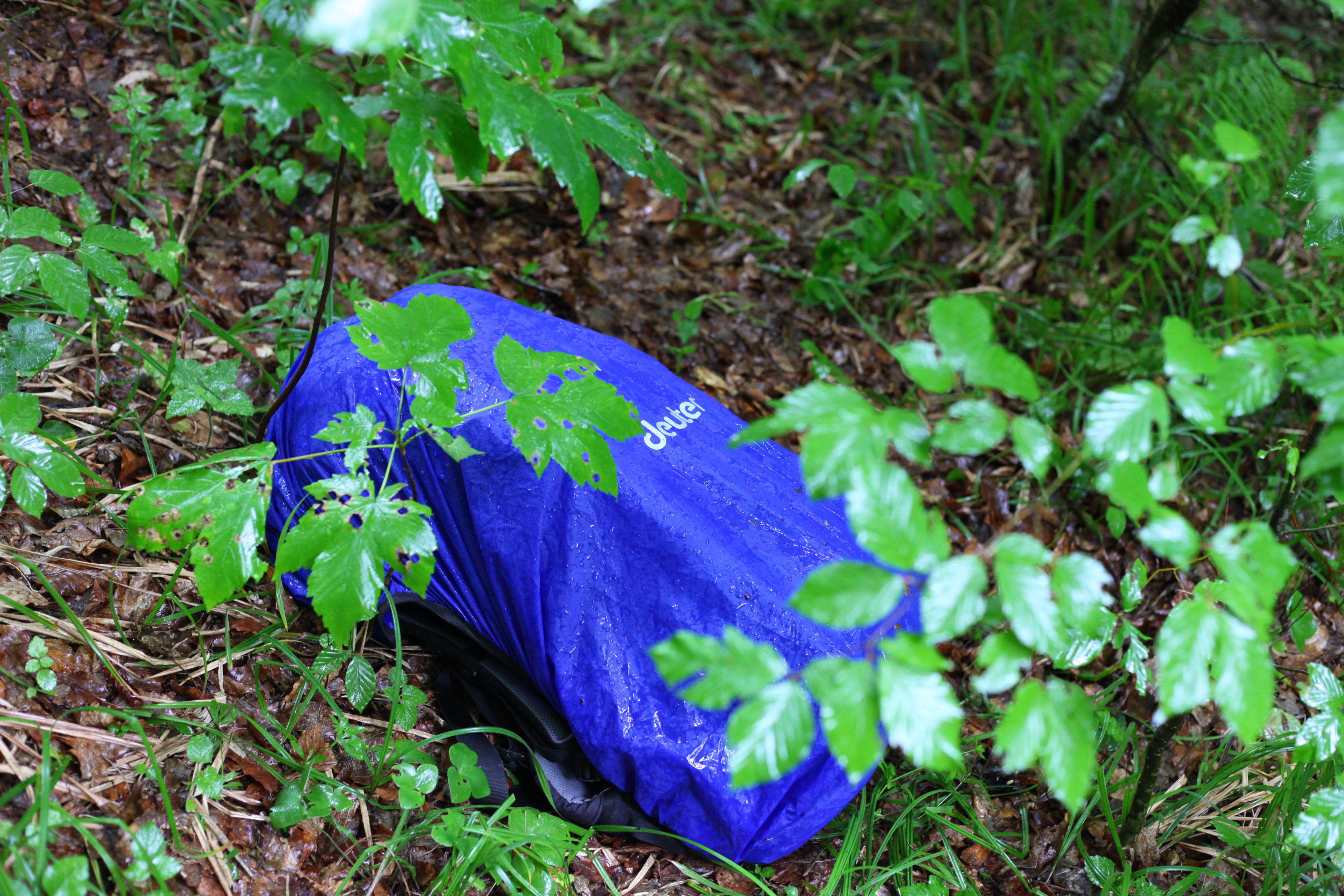 Deuter backpack in a rainy forest, picture 7