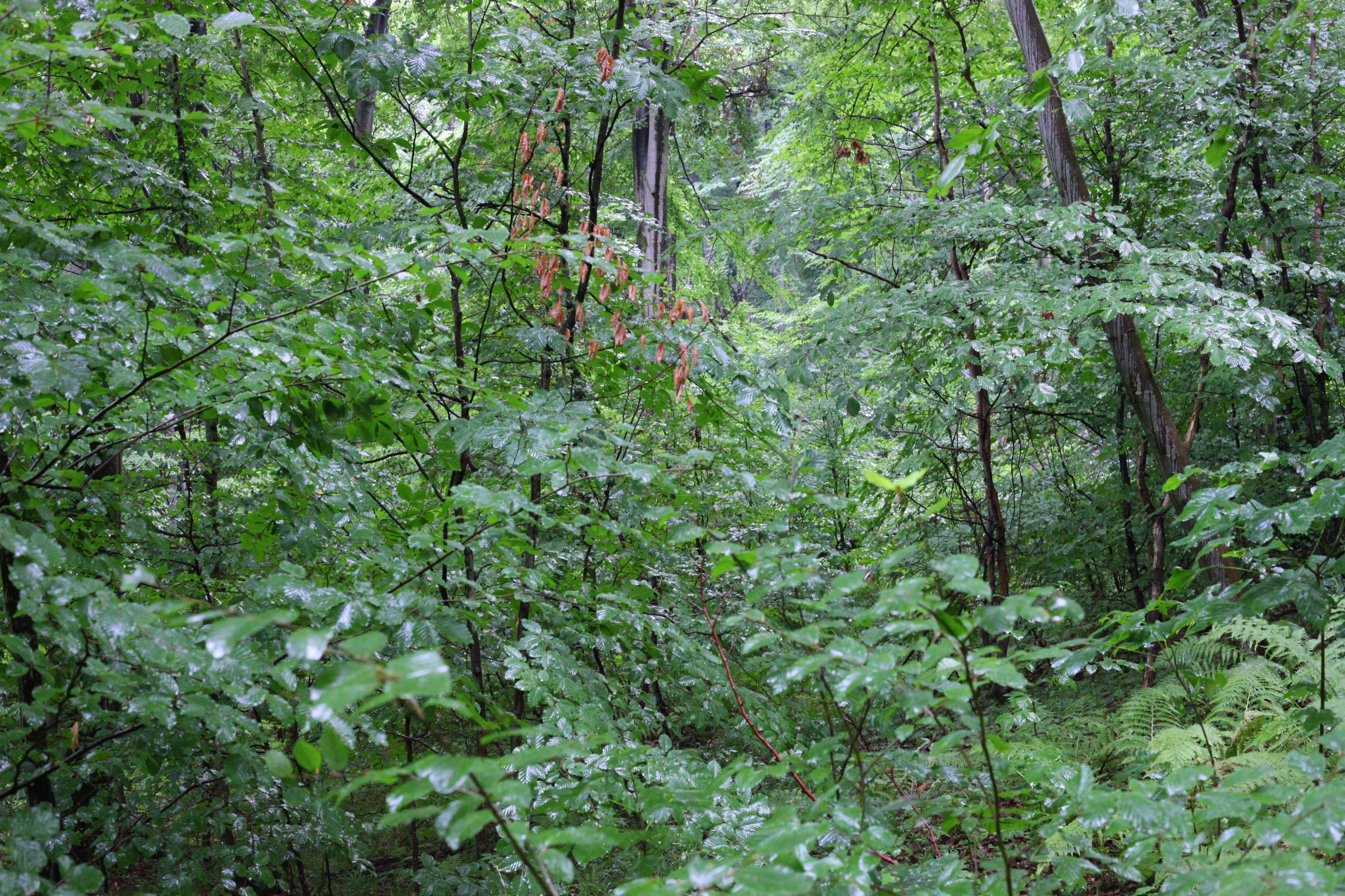 Rainy forest, picture 14