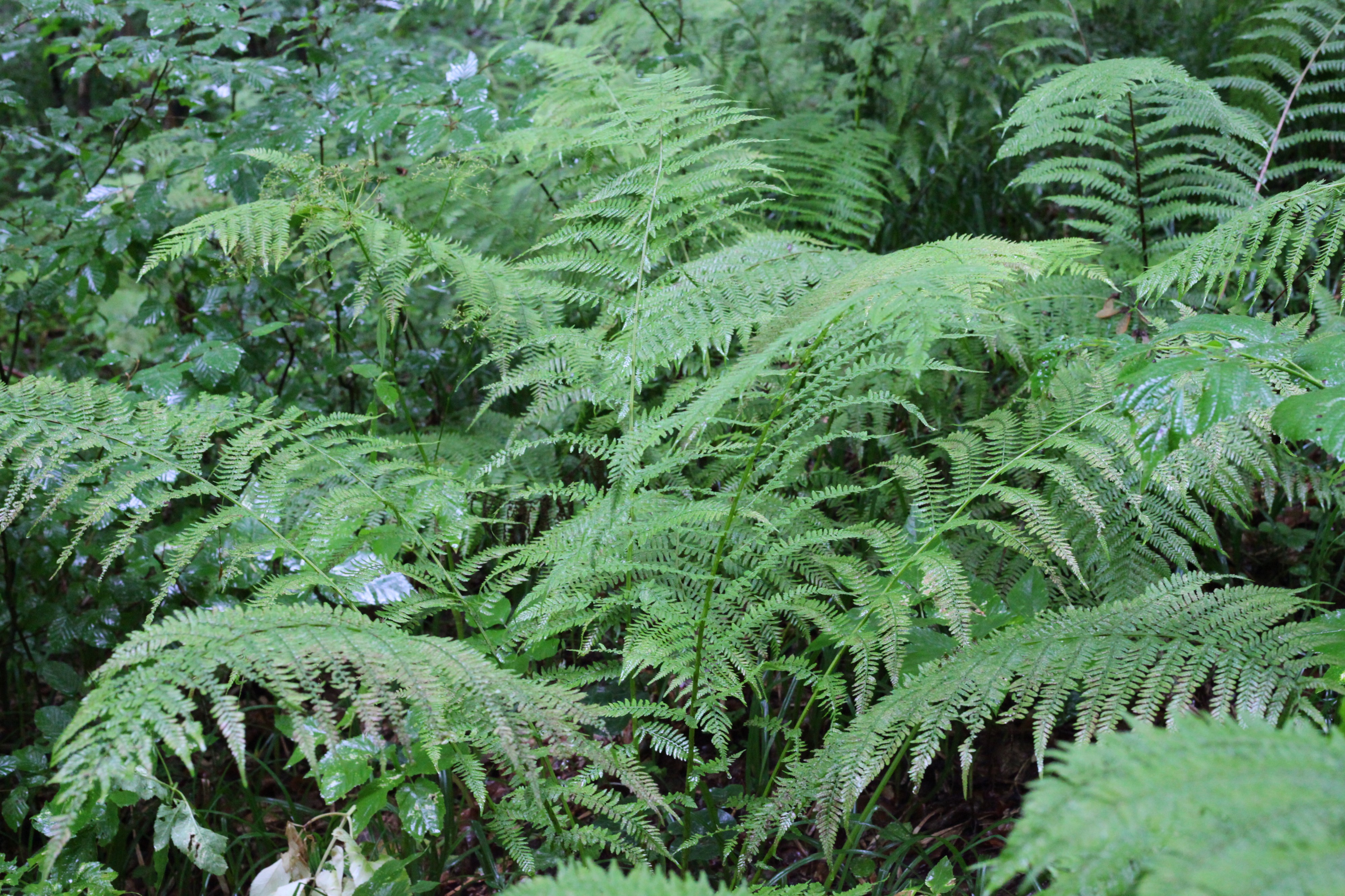 Rainy forest, picture 15