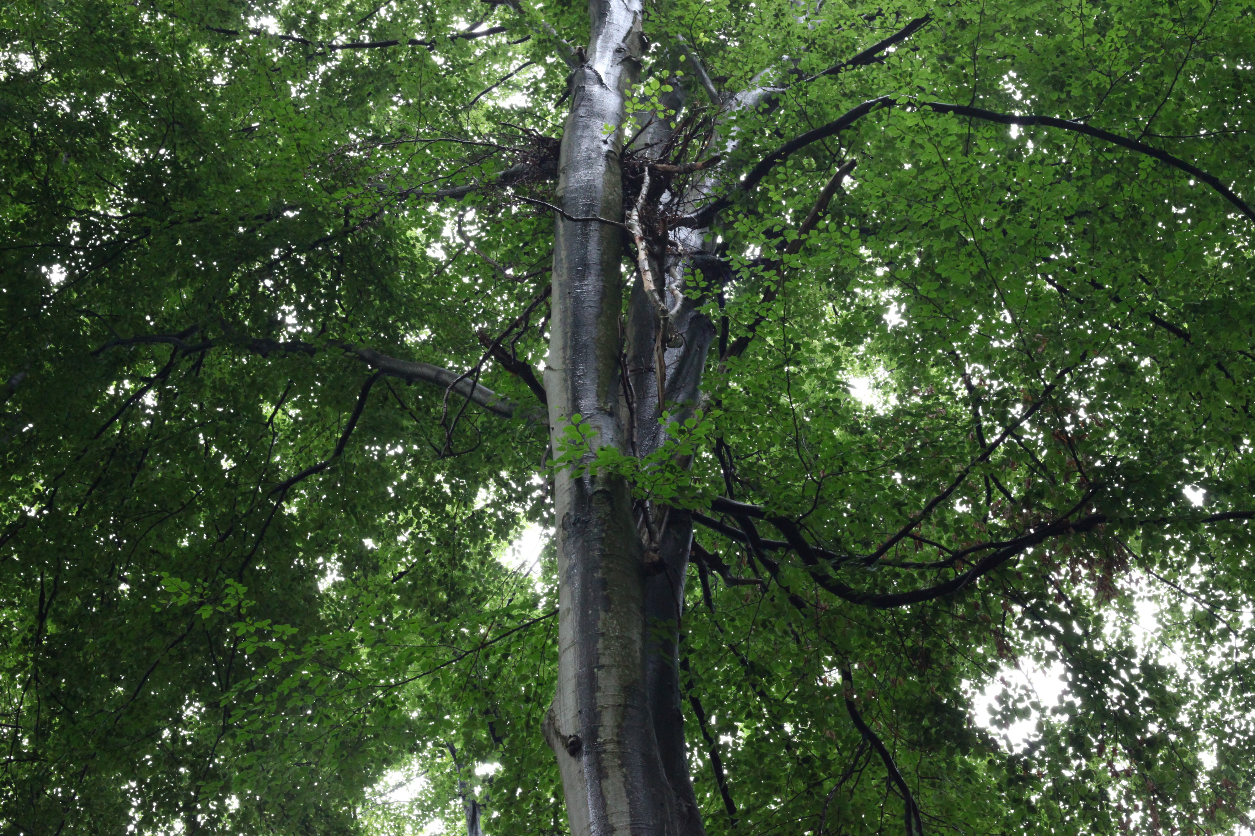 Rainy forest, picture 22