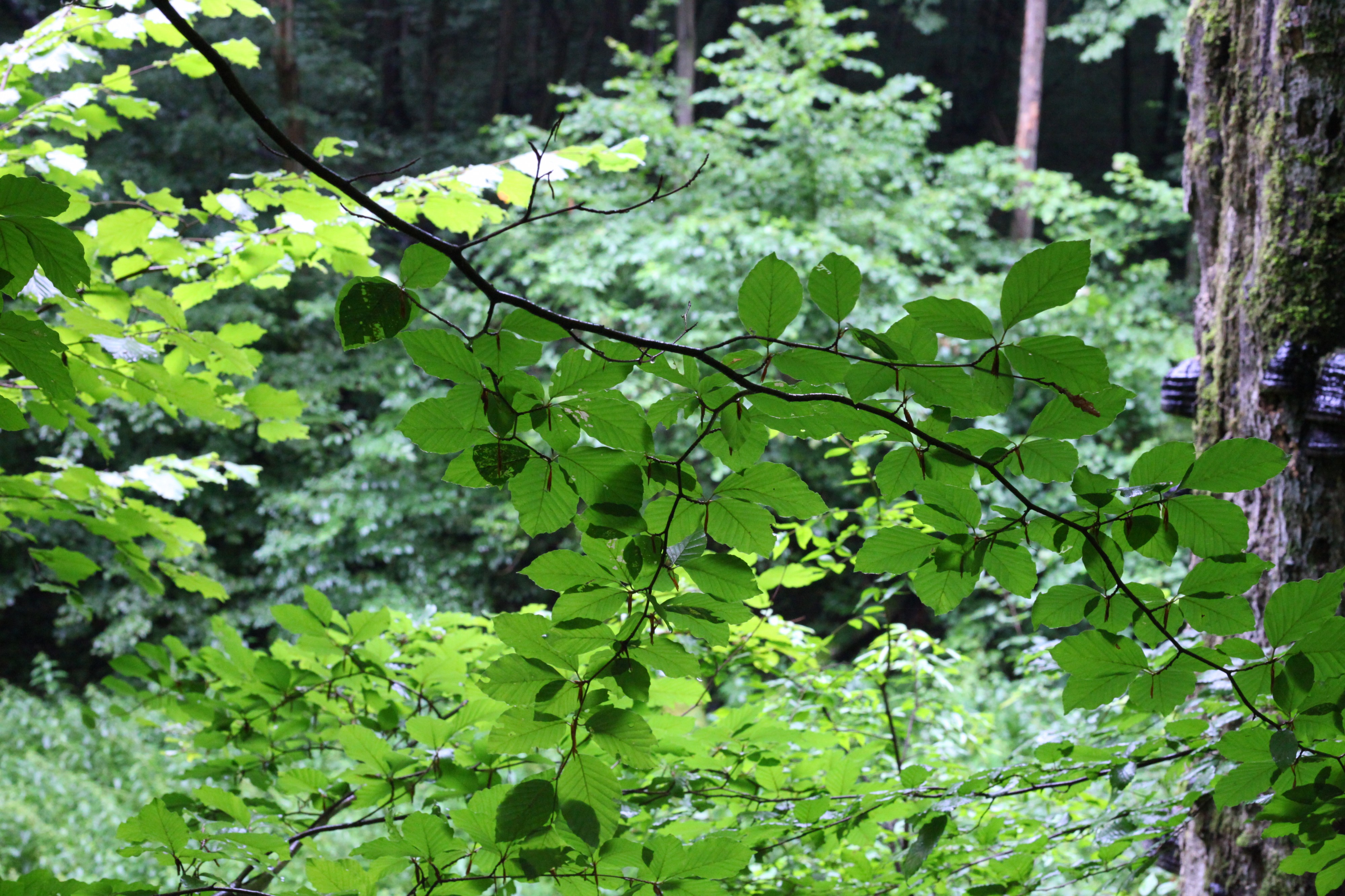 Rainy forest, picture 27