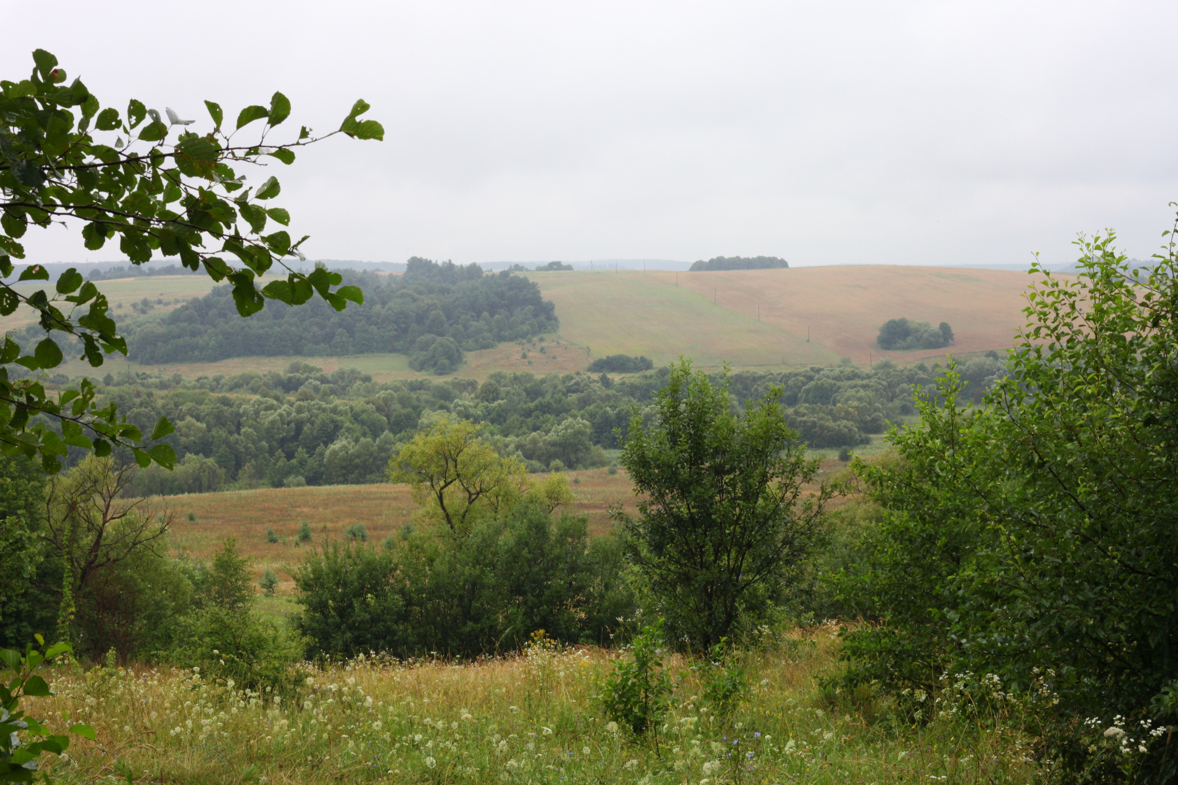 Rainy forest and meadows, picture 32