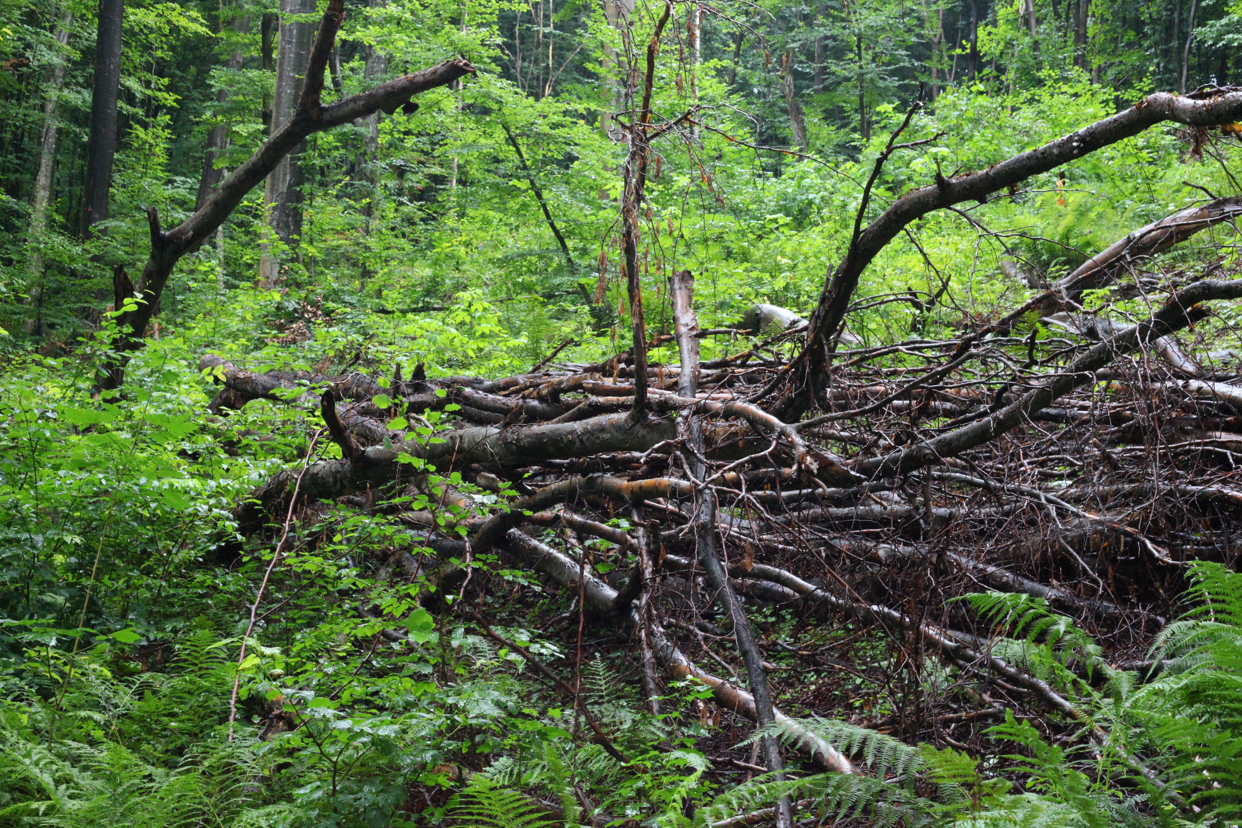 Rainy forest, picture 33