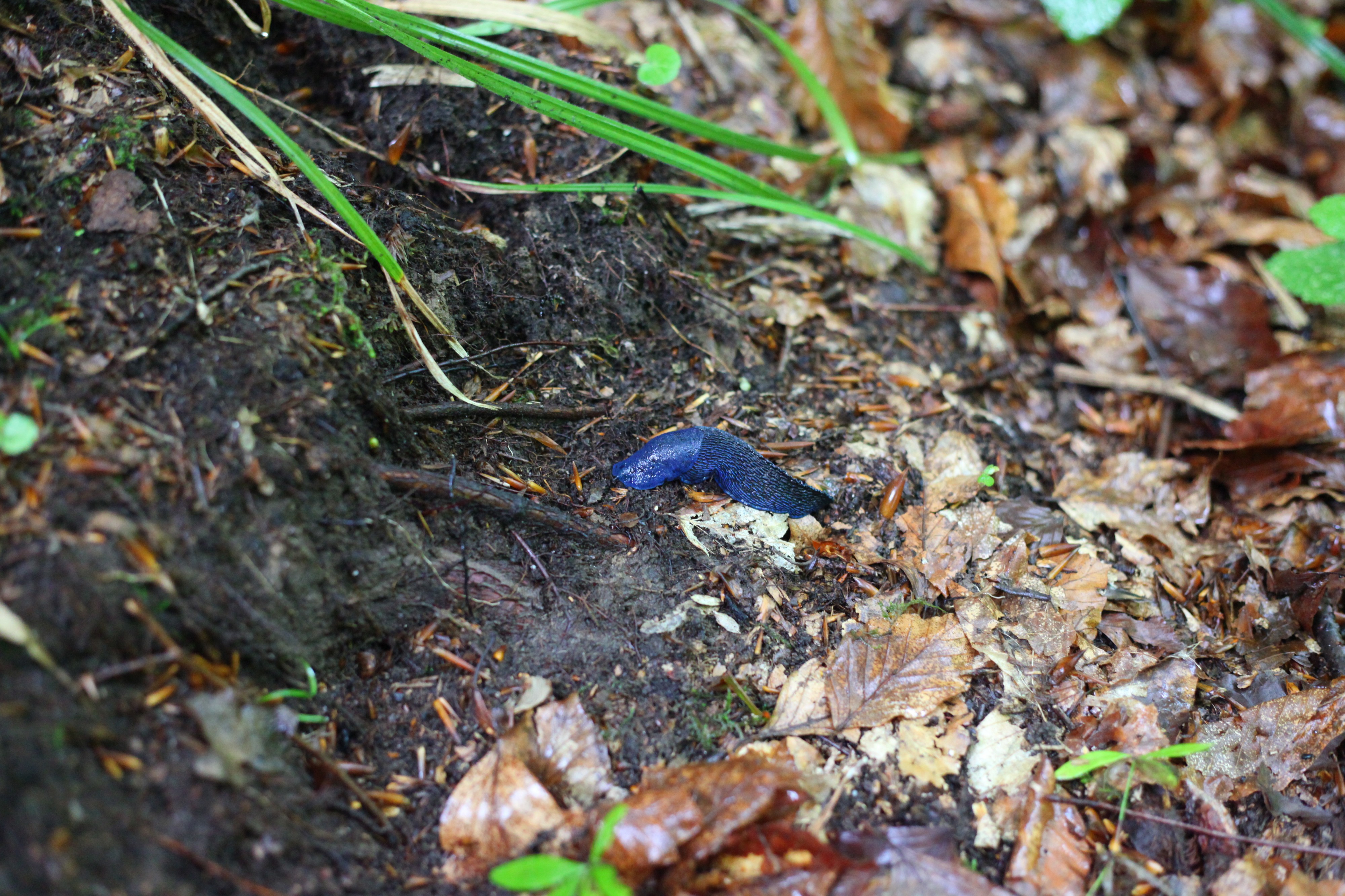 Rainy forest, picture 38