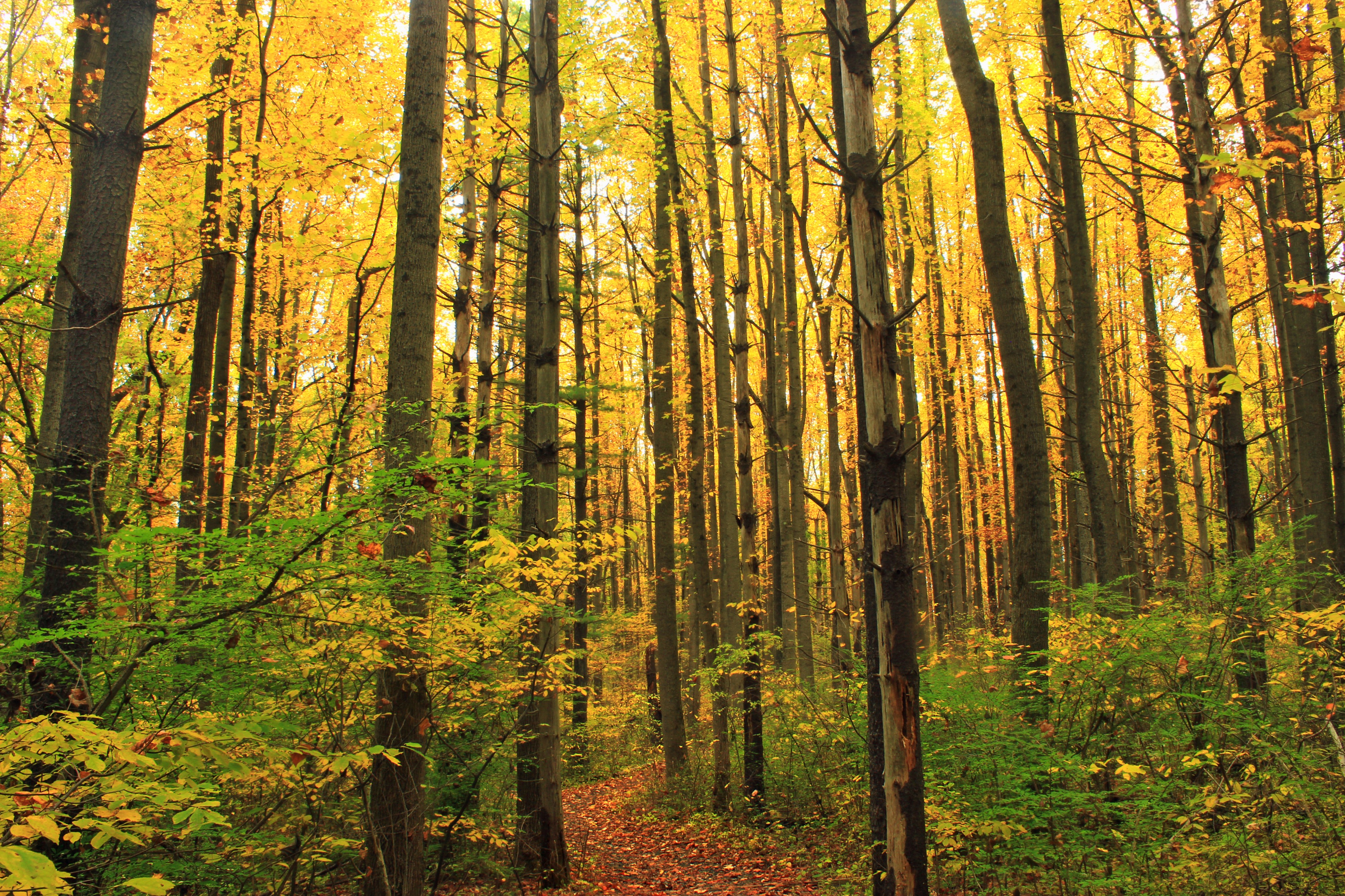 Sobers Run Connector Trail (1) (15345966167)