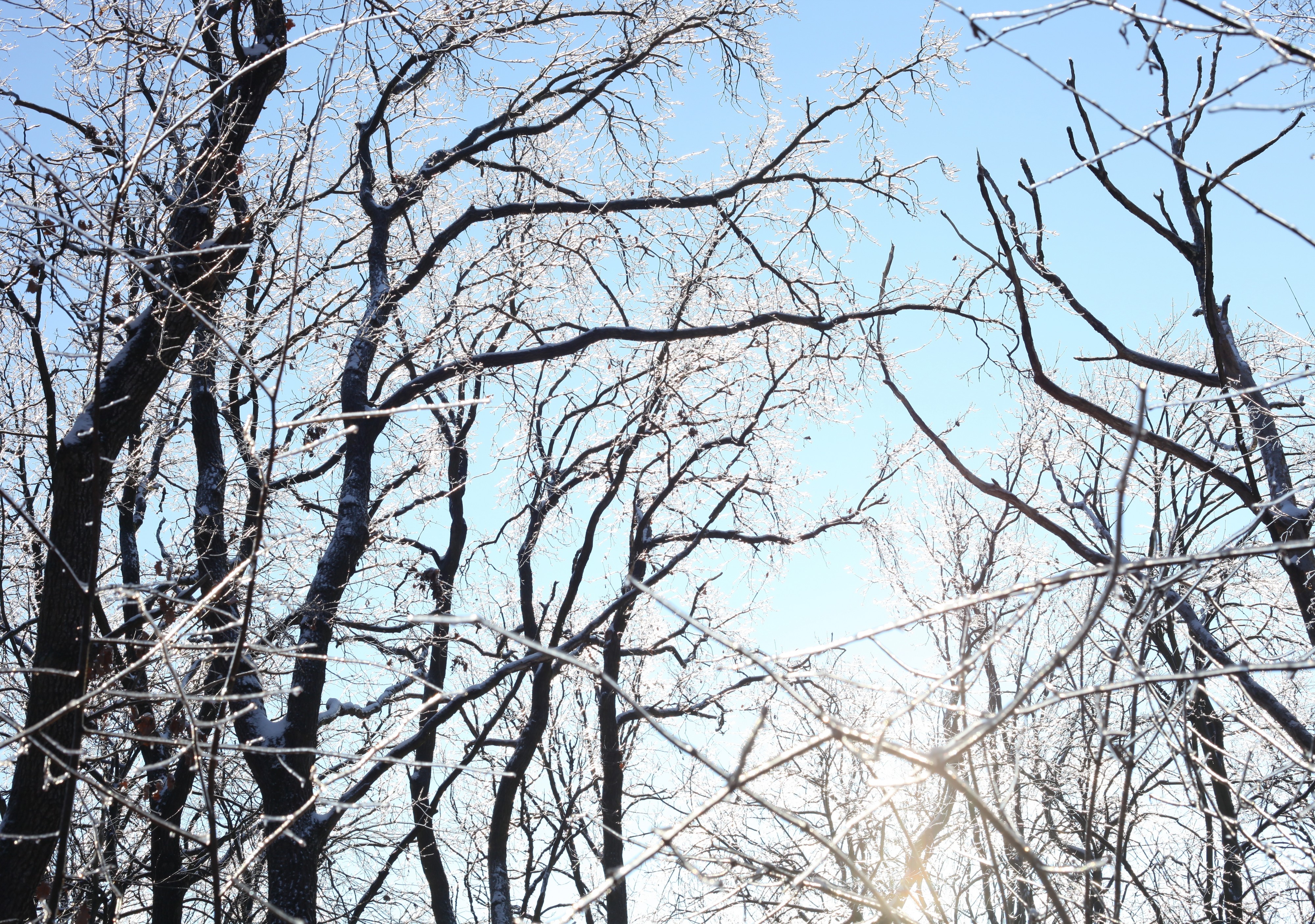 trees with their branches covered with ice, photo 4