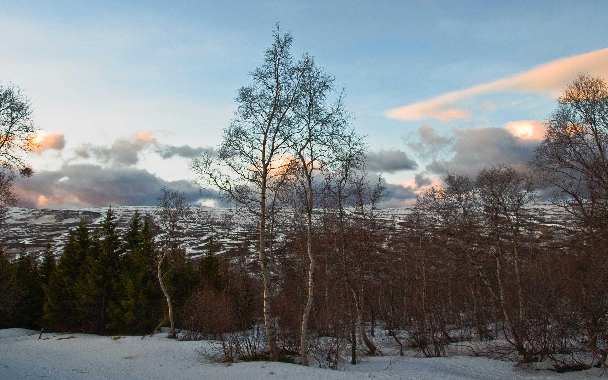 Vaglaskógur