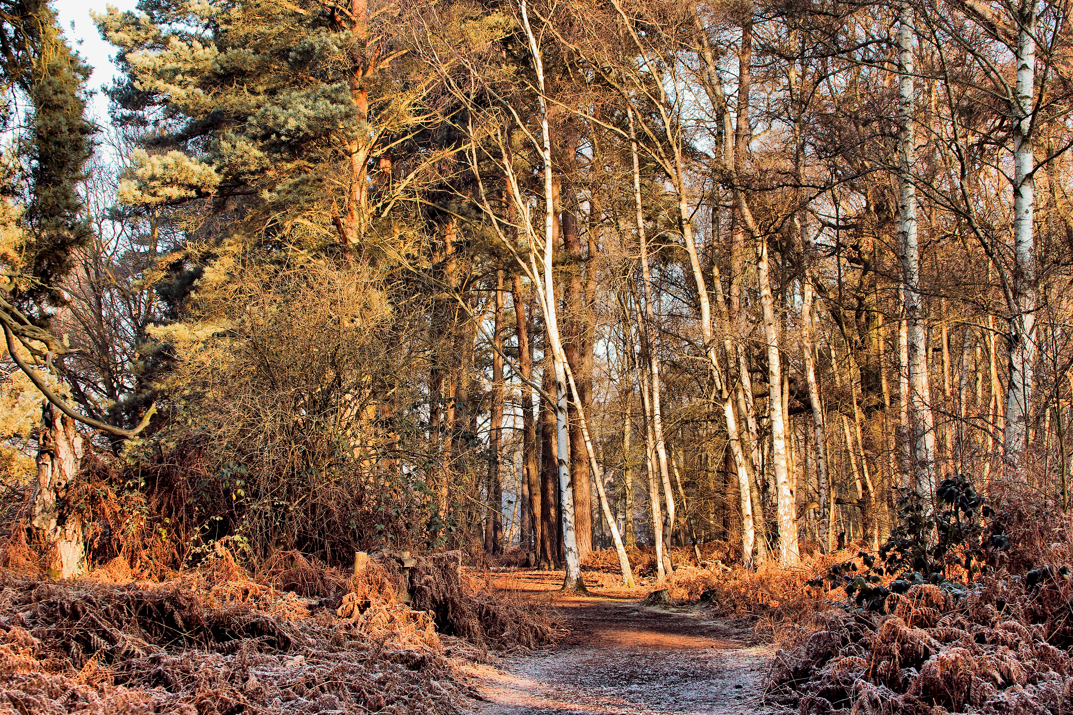Woodland trail - RSPB Sandy (32459010775)