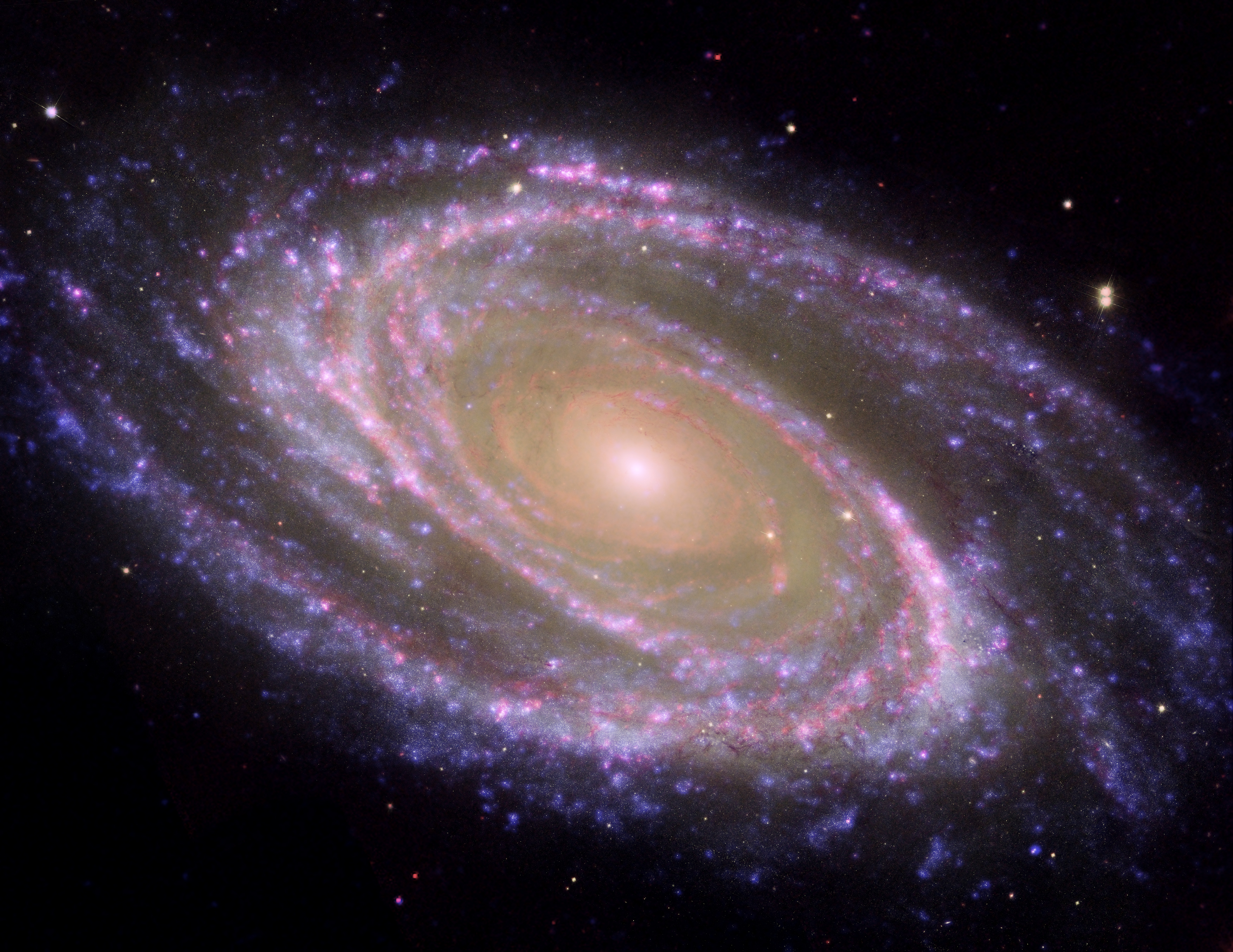Multiwavelength M81