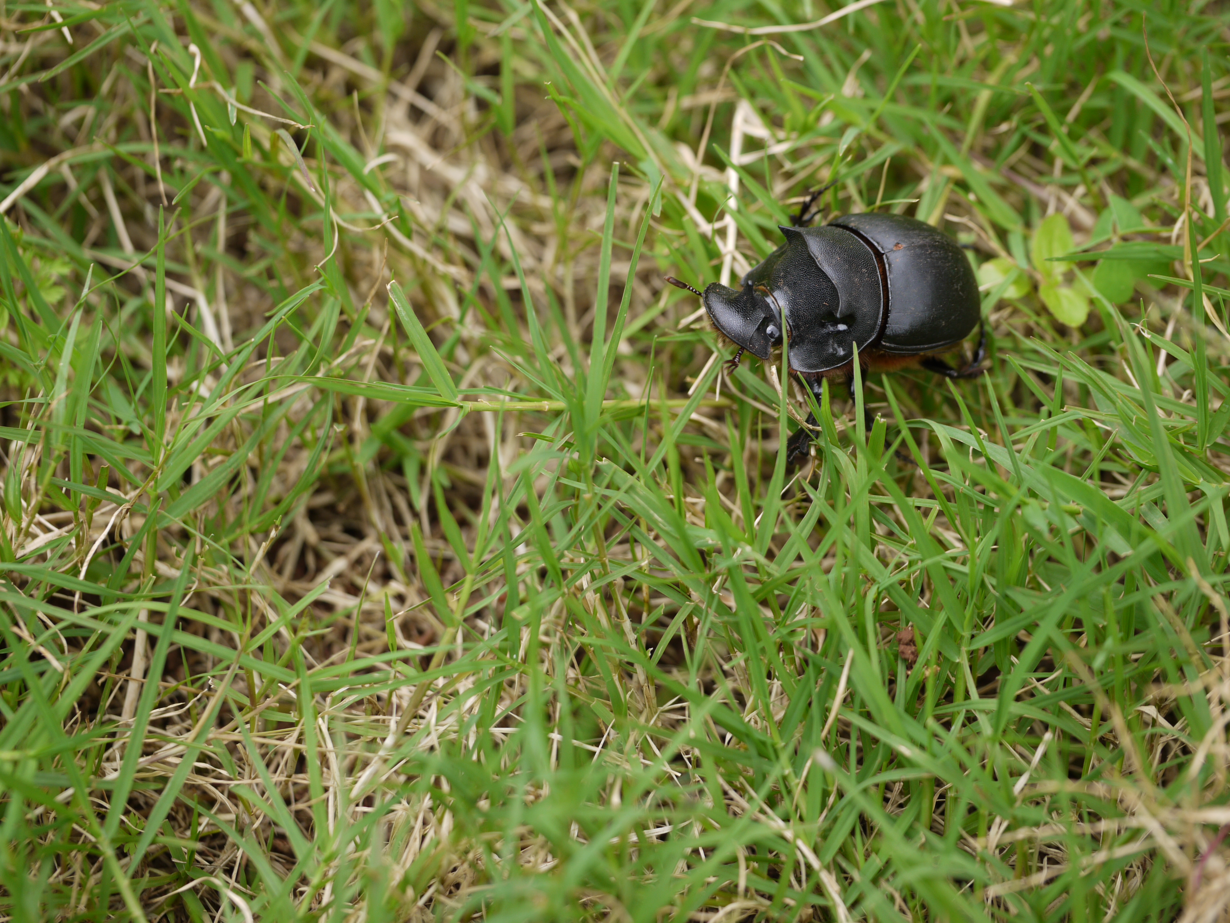 ... beetle -- dung beetle (4934186437)