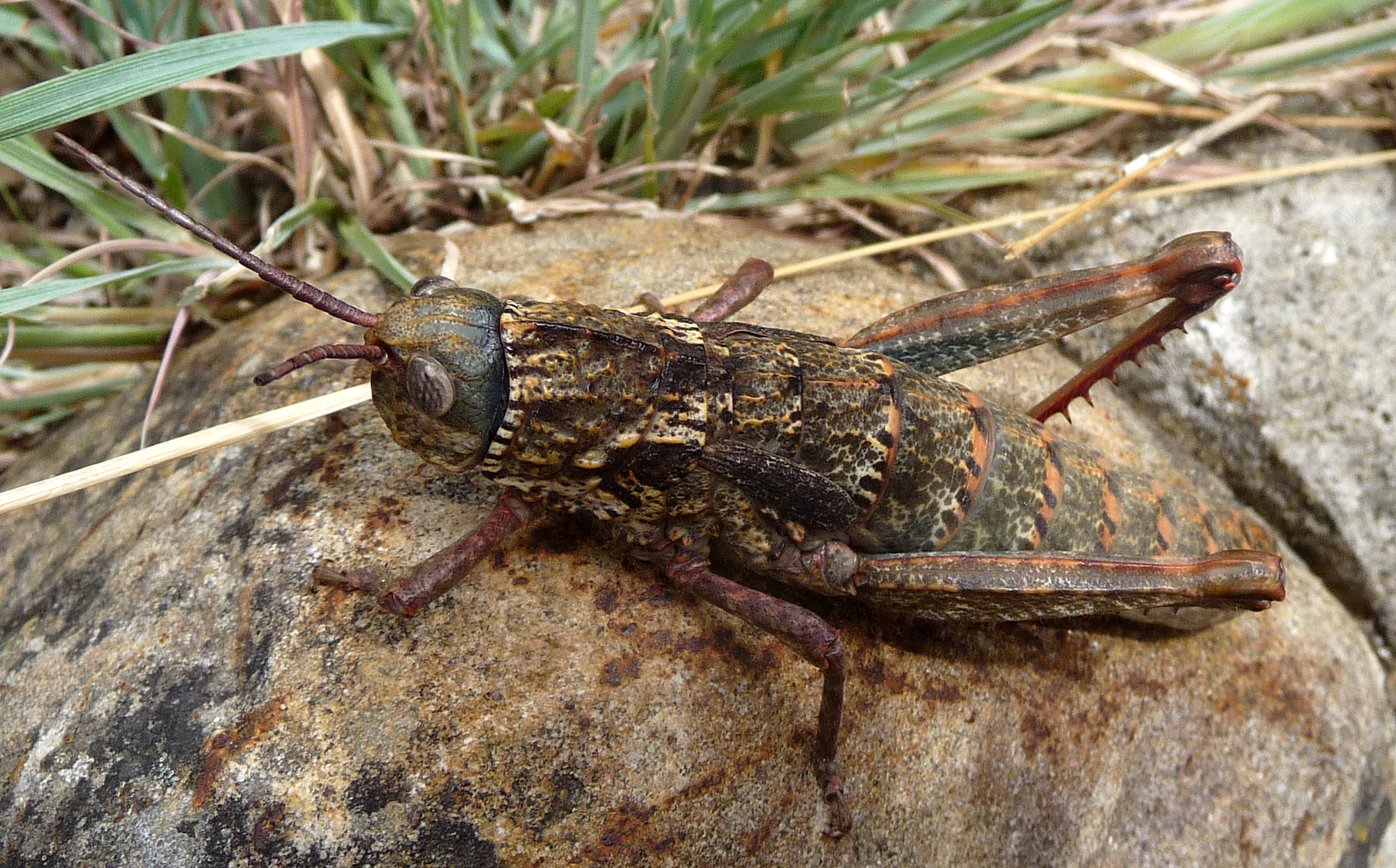 .Acinipe hesperica. Pamphagidae. Female - Flickr - gailhampshire